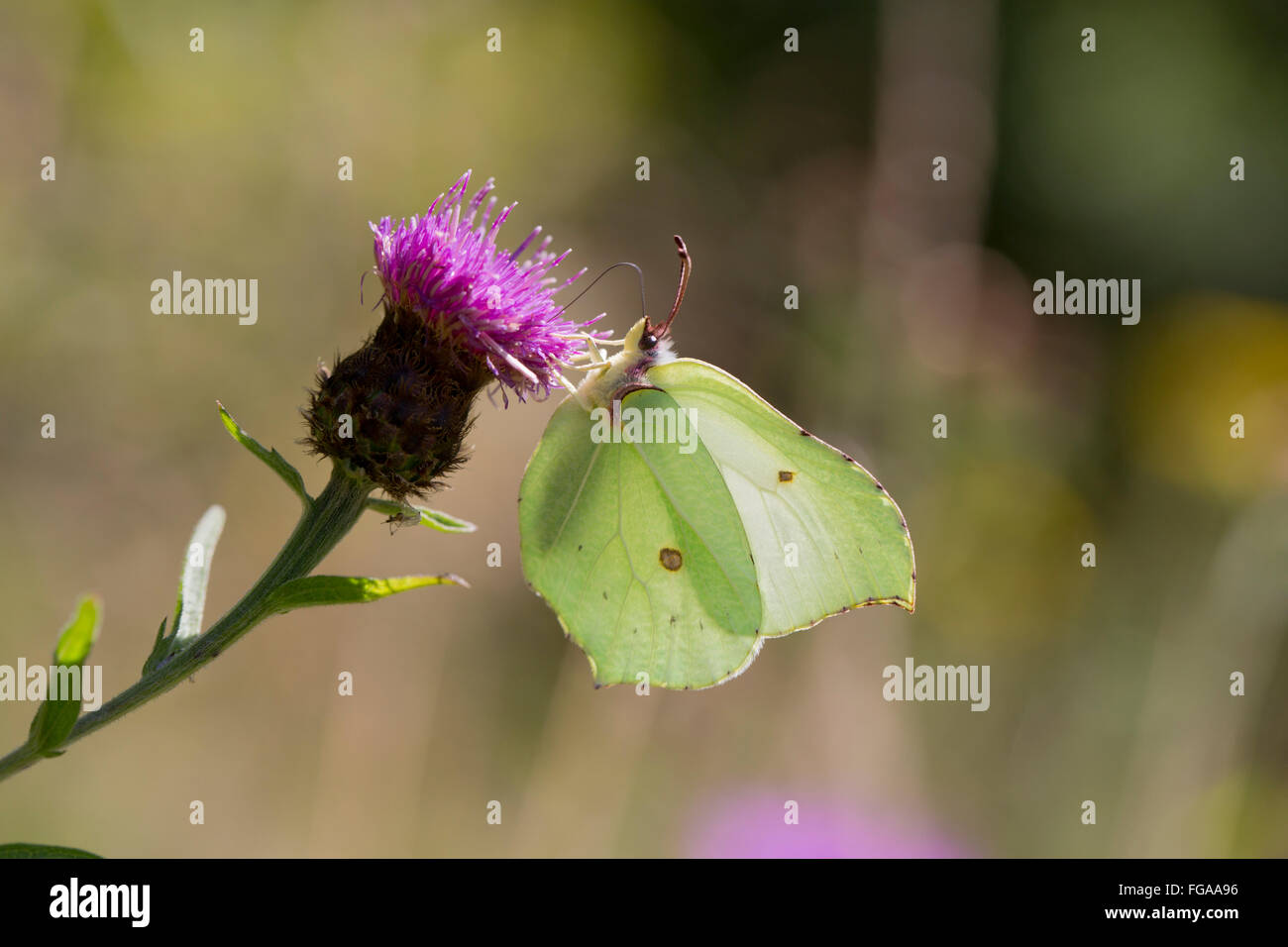 Brimstone Butterfly; Gonepteryx rhamni Single Female on Flower Cornwall; UK Stock Photo