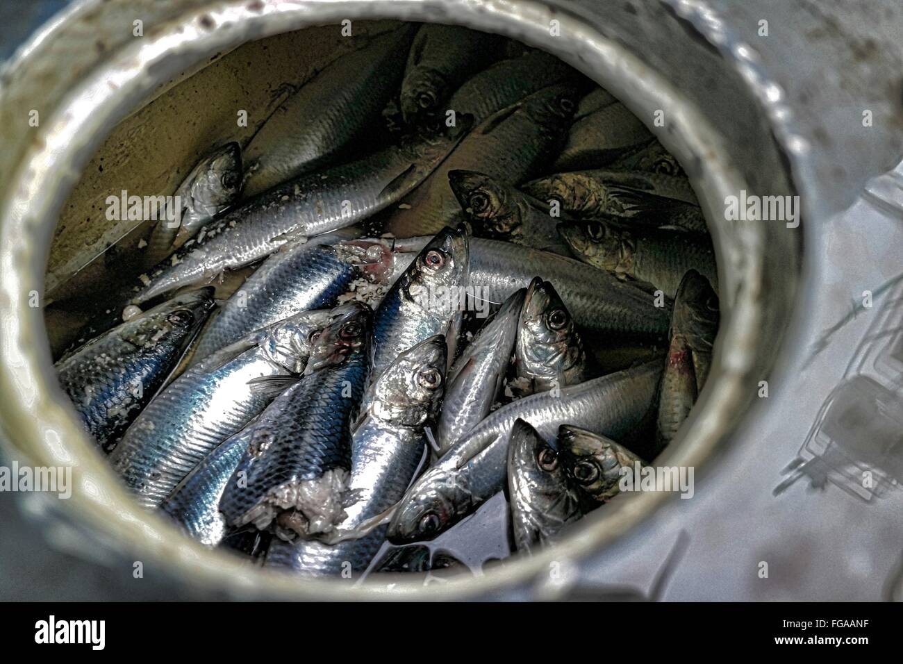 Herring Fishes Stock Photos & Herring Fishes Stock Images Alamy