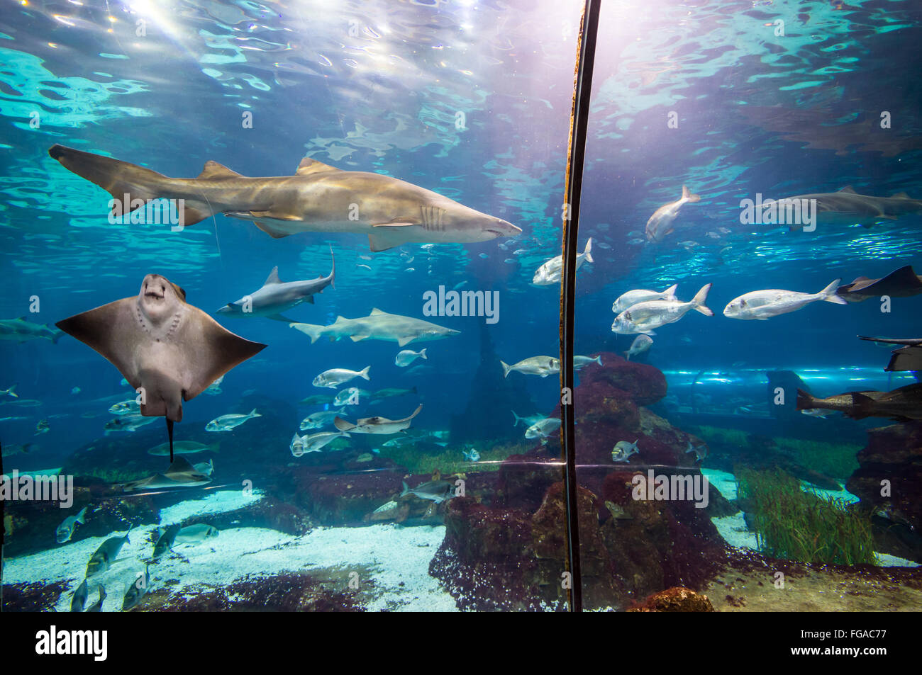 shark and ray fish in aquarium Stock Photo - Alamy