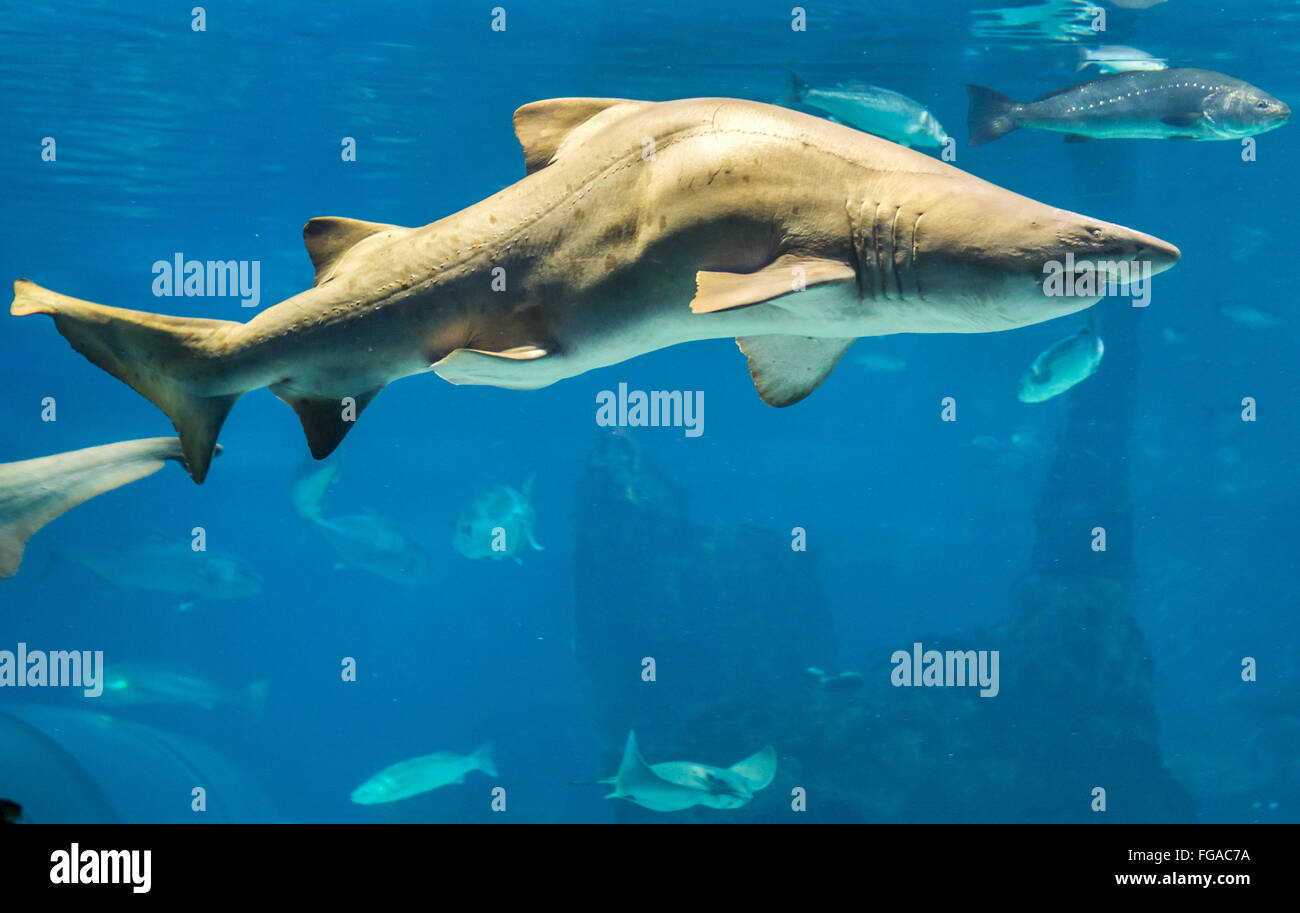 Sand Tiger Shark - Georgia Aquarium