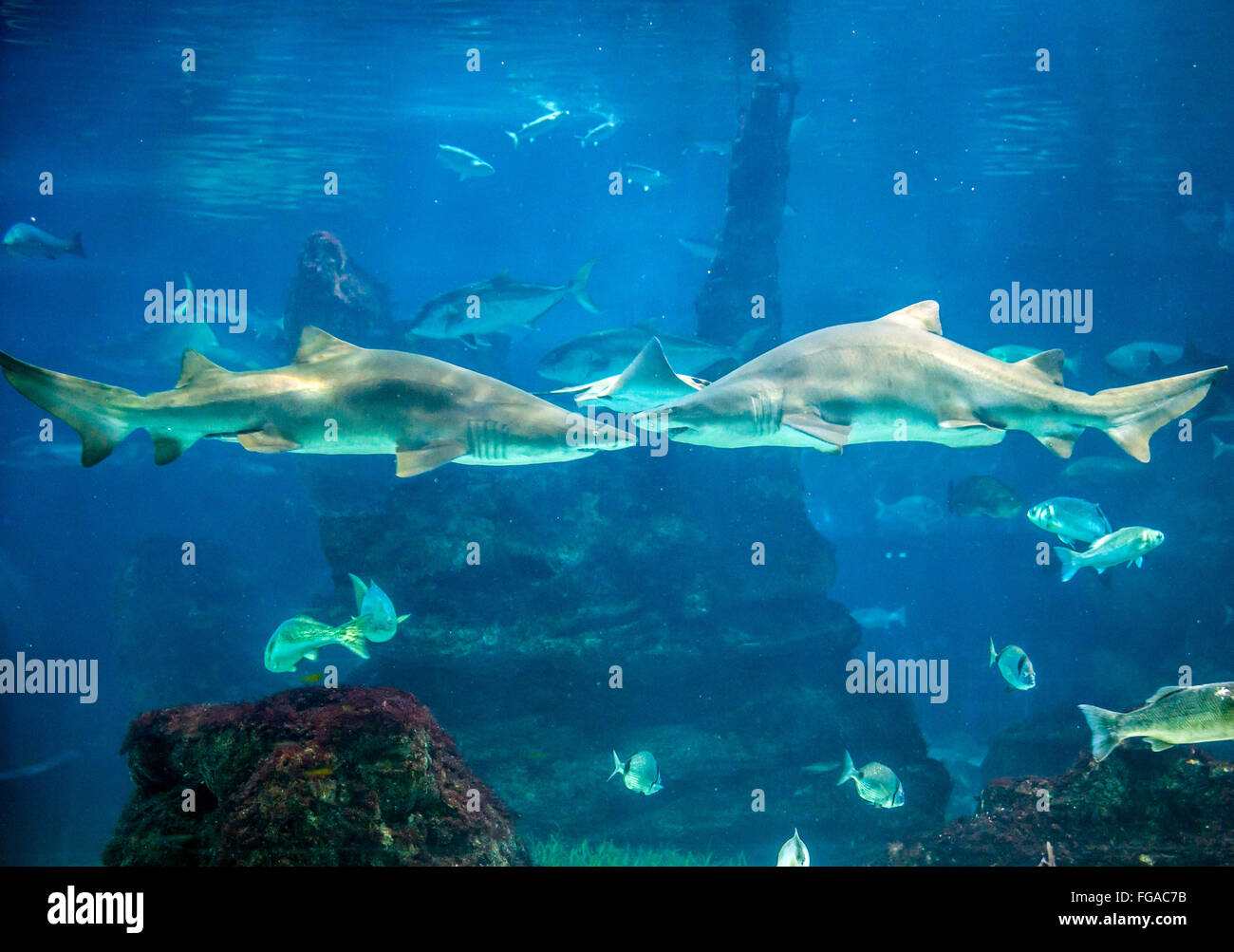 Sand tiger sharks in aquarium Stock Photo