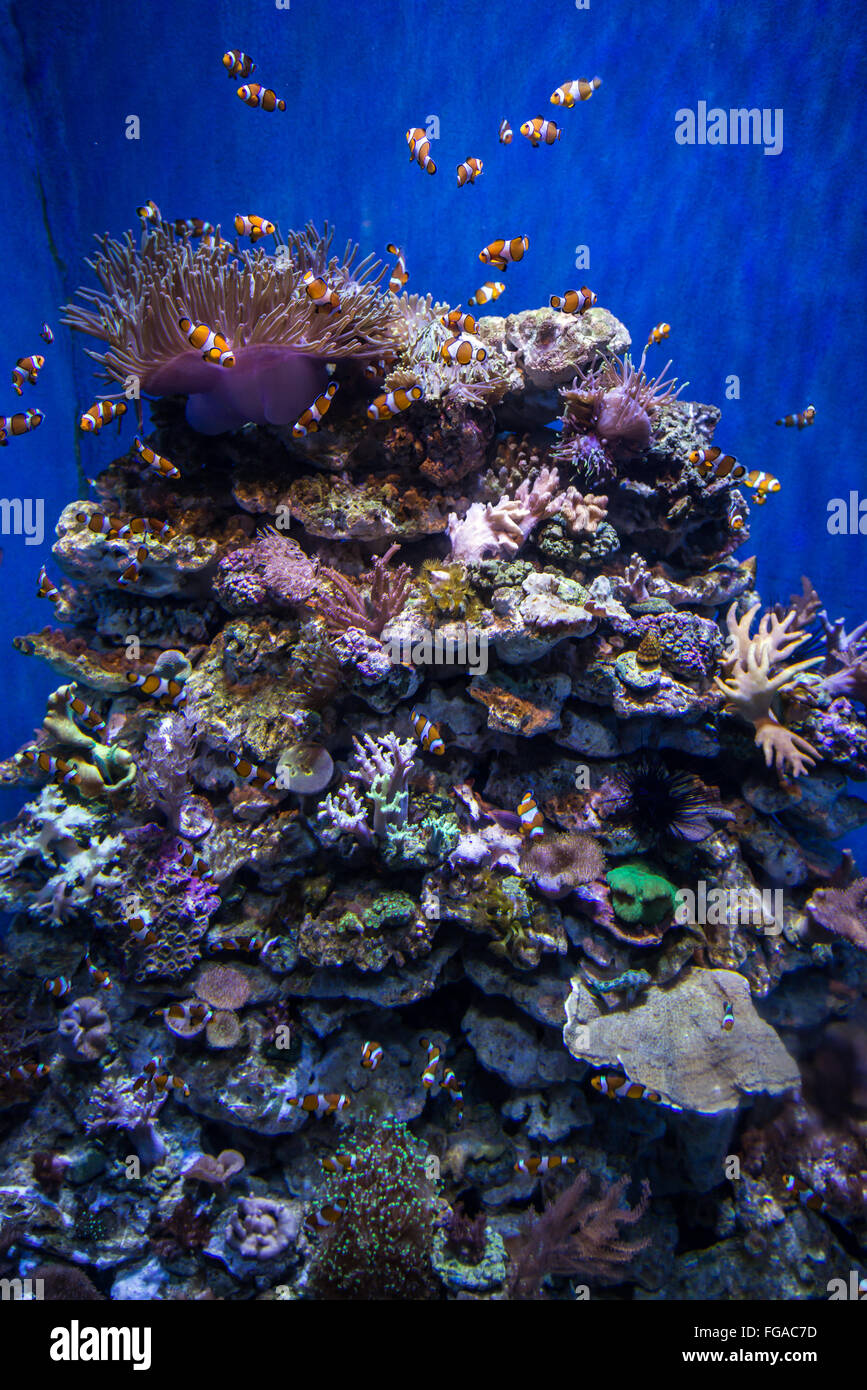 a lot of clownfishes swimming in large aquarium Stock Photo