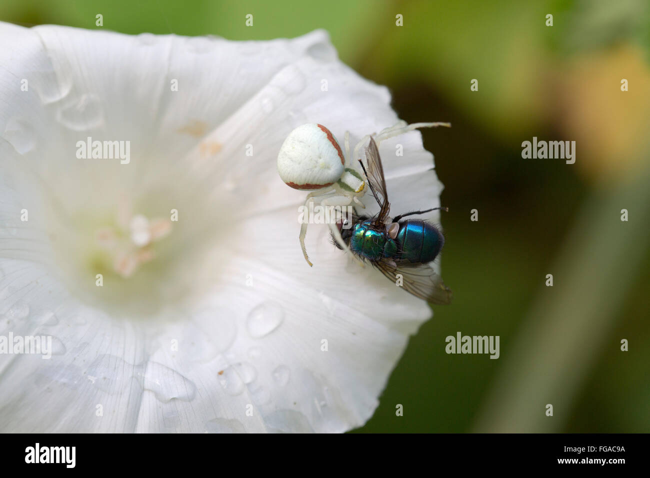 Crab Spider; With Greenbottle; Cornwall; UK Stock Photo