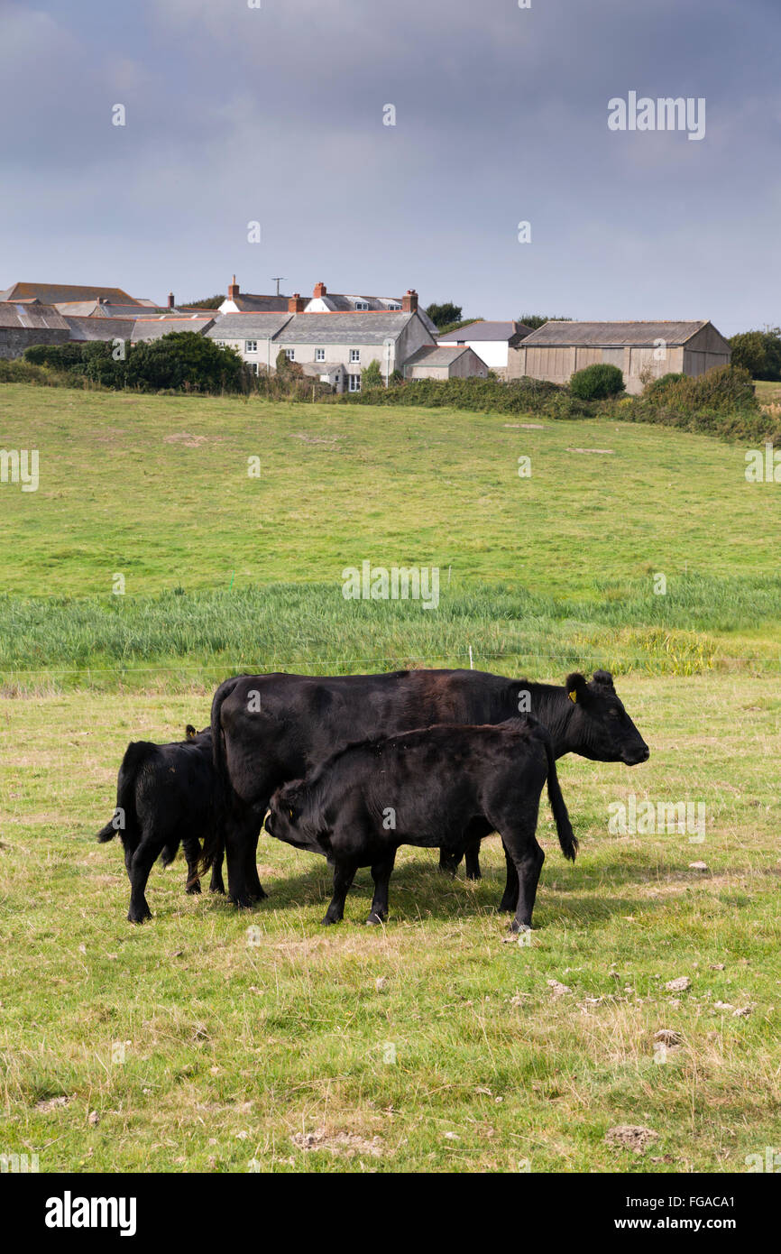 Dexter Cattle; Adult and Calf Cornwall; UK Stock Photo