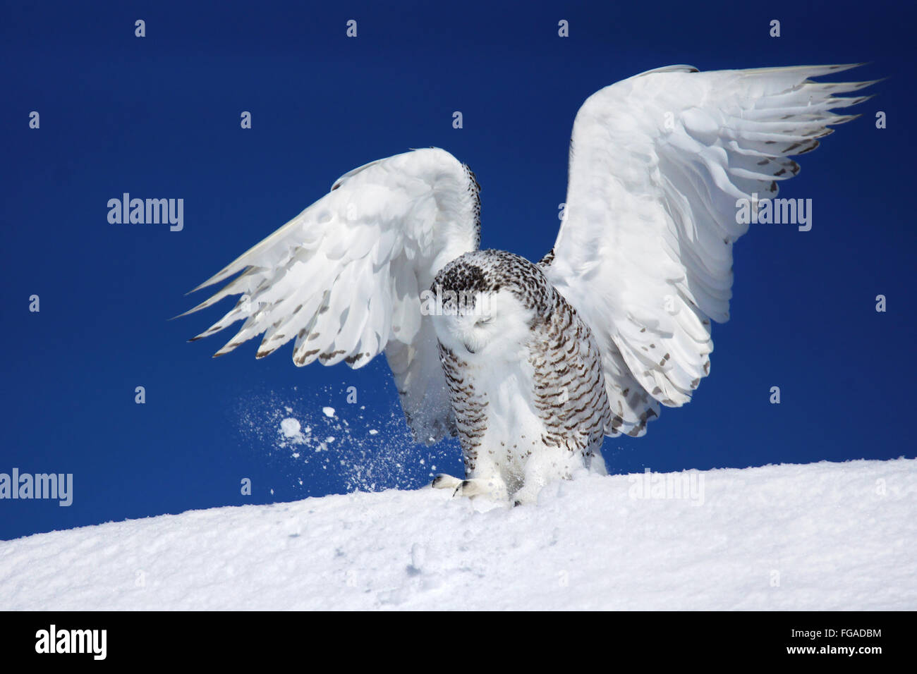 Snowy owl, Bubo scandiacus, with open wings trying to catch prey in the ...