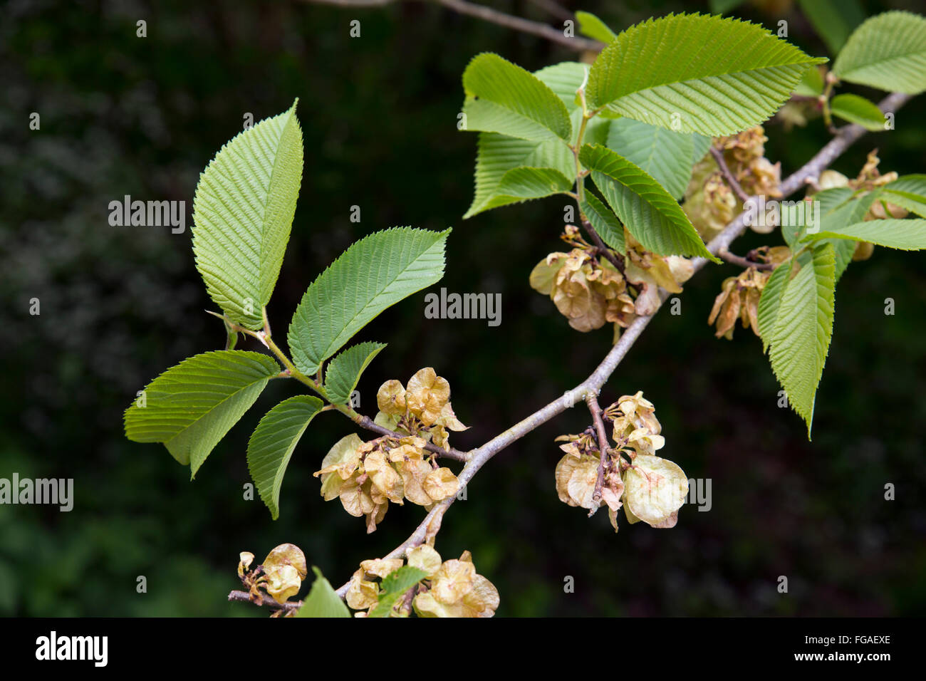 Elm Tree; Ulmus procera; Cornwall; UK Stock Photo