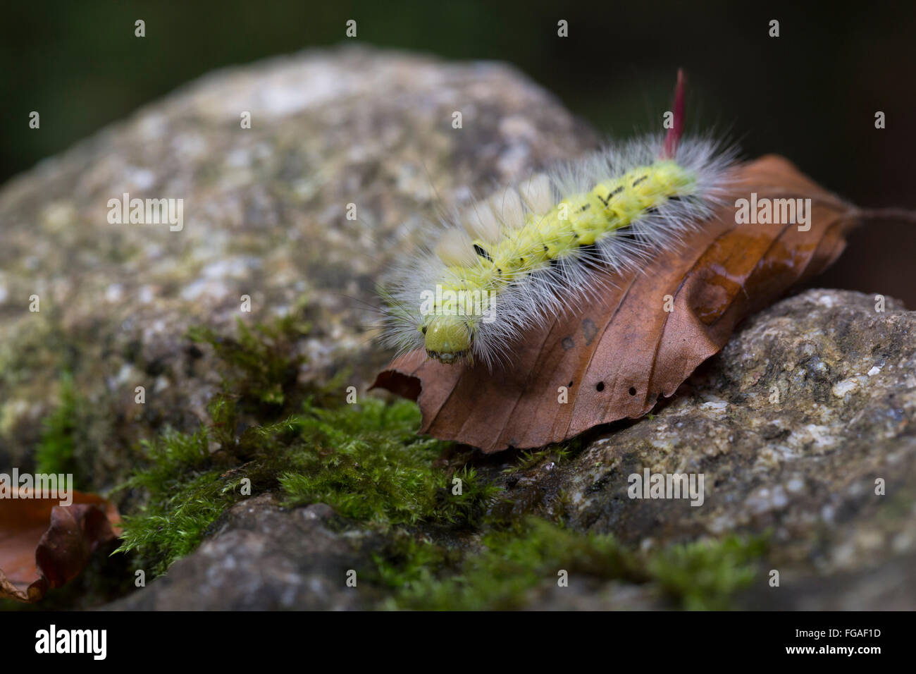 Pale Tussock Moth Larva; Calliteara pudibunda Single on Leaf Cornwall; UK Stock Photo