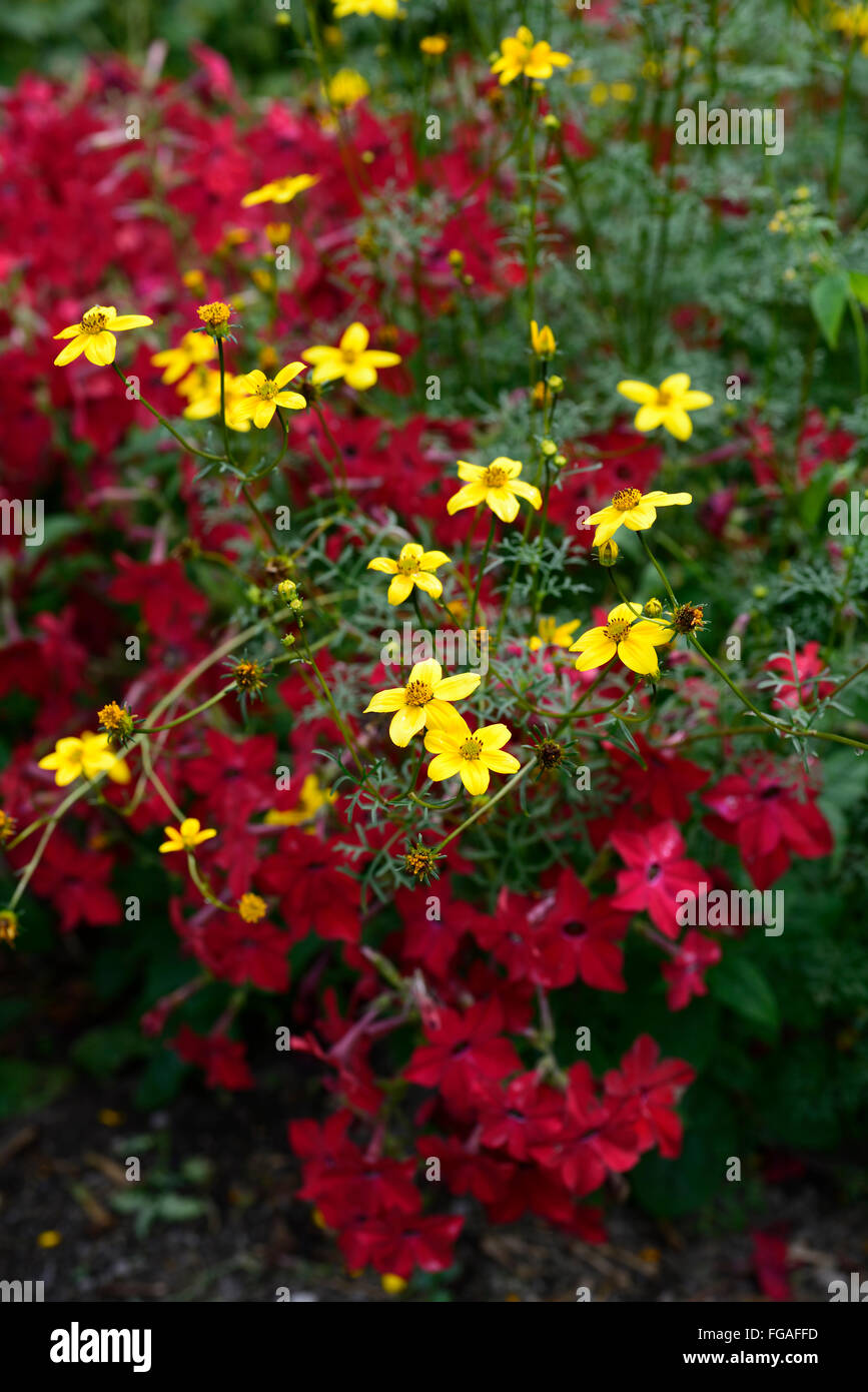 bidens ferulifolia golden eye yellow nicotiana perfume red mix mixed bed bedding border display annuals annual RM Floral Stock Photo