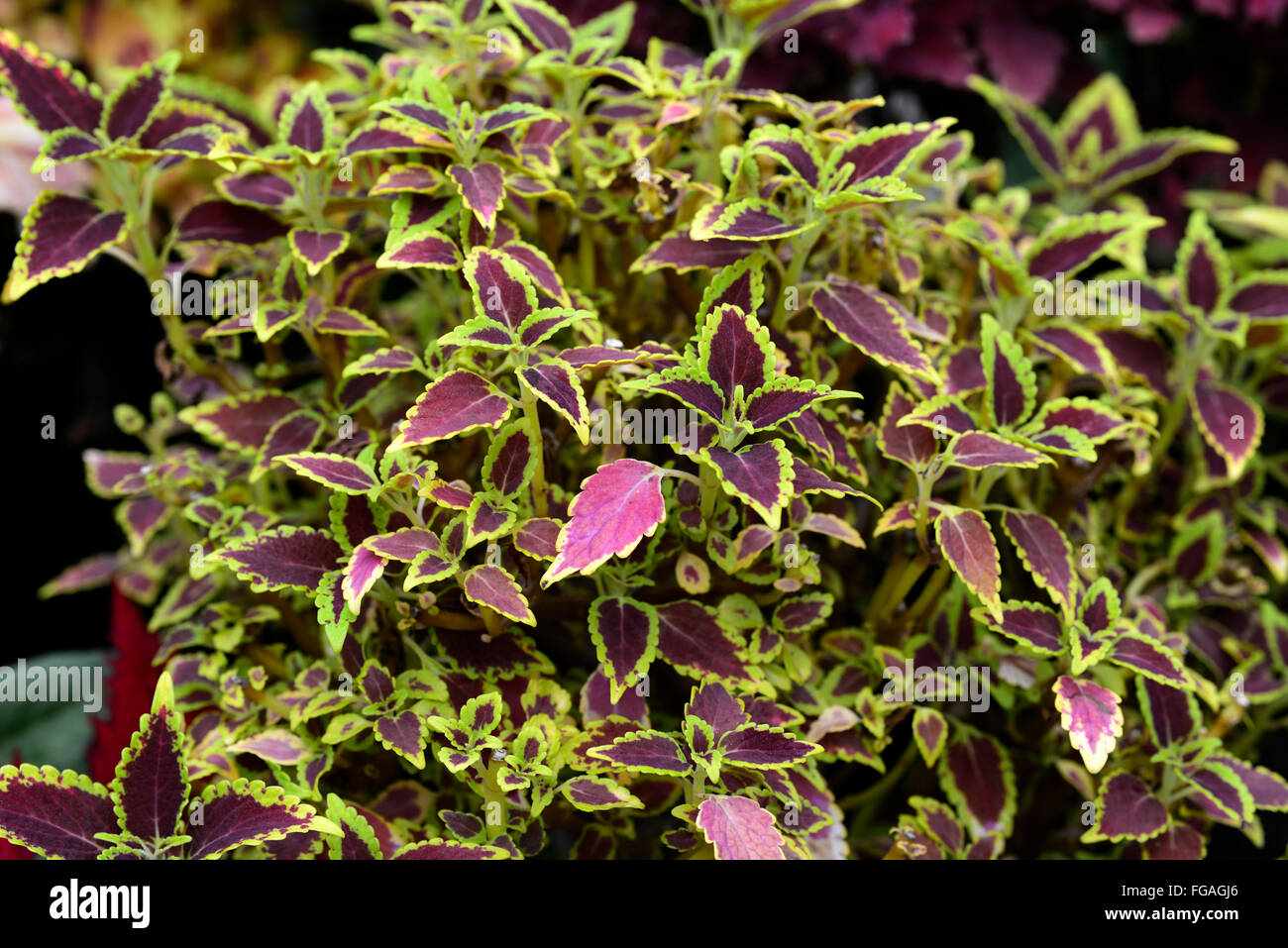 Coleus Royal Scott green purple Coleus blumei Solenostemon