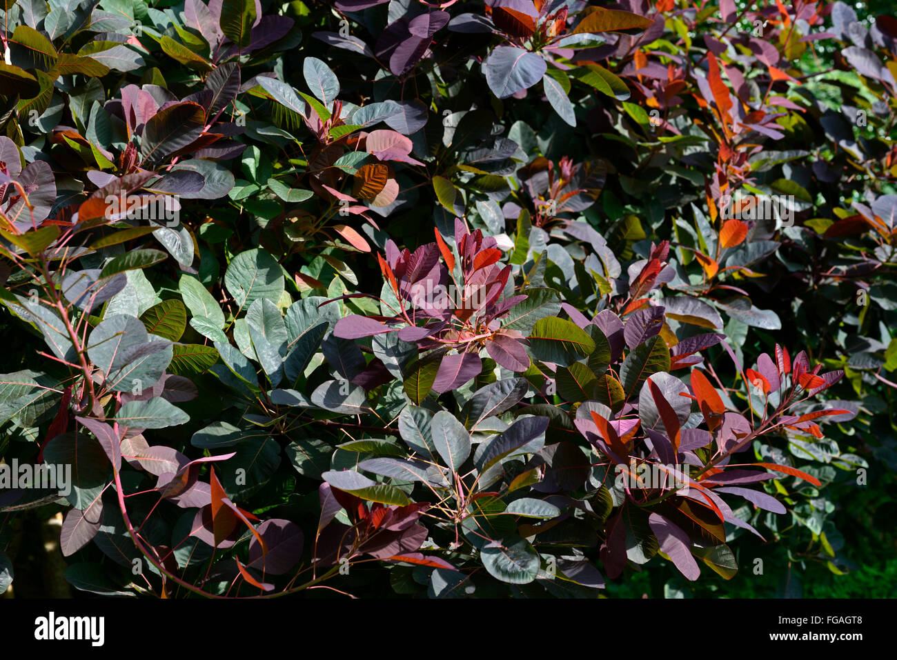 cotinus grace smoke bush dark leaves foliage deciduous tree trees ornamental RM Floral Stock Photo