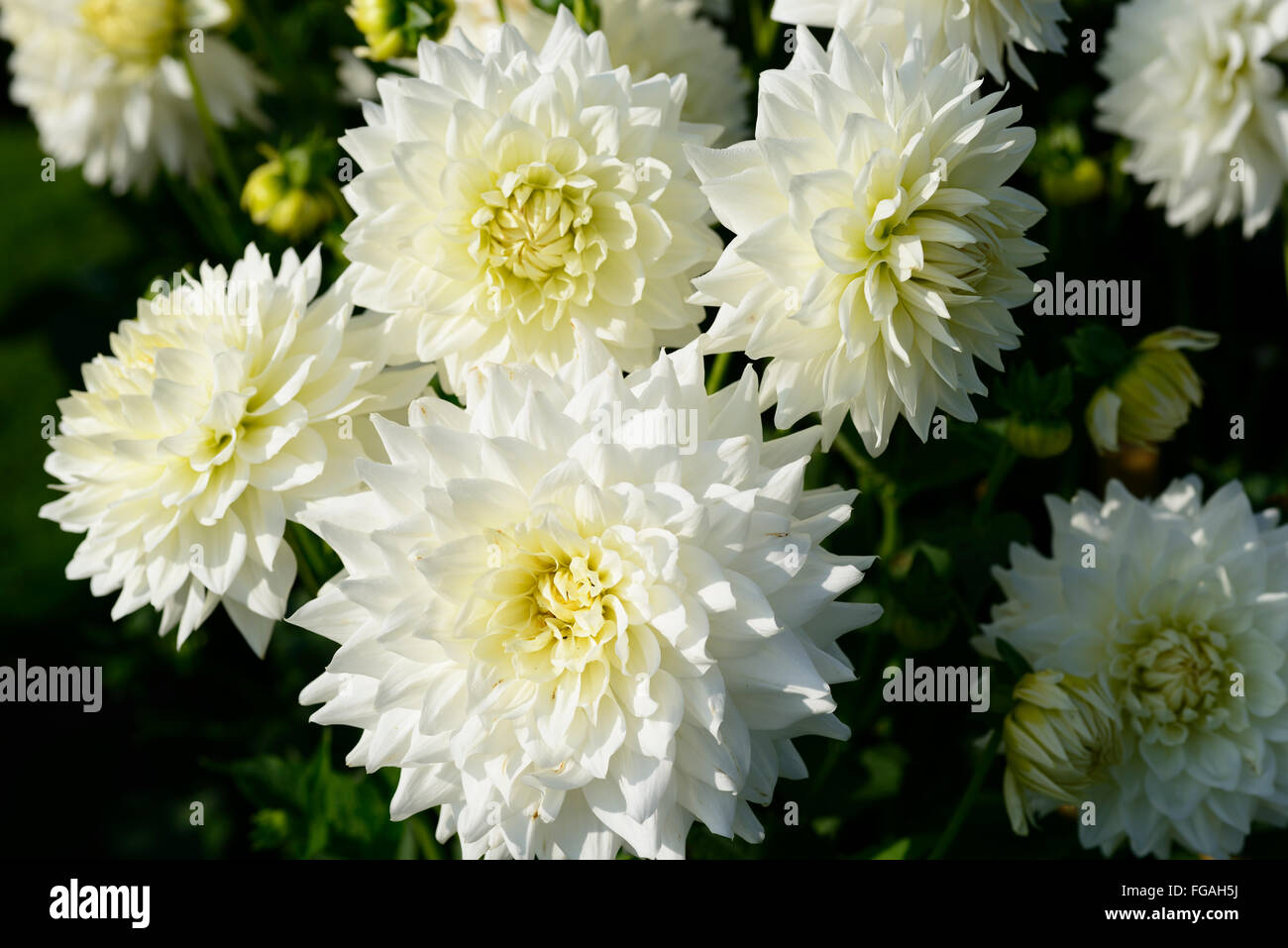 Dahlia BJ Beauty white Medium Decorative dahlias flower flowers bloom