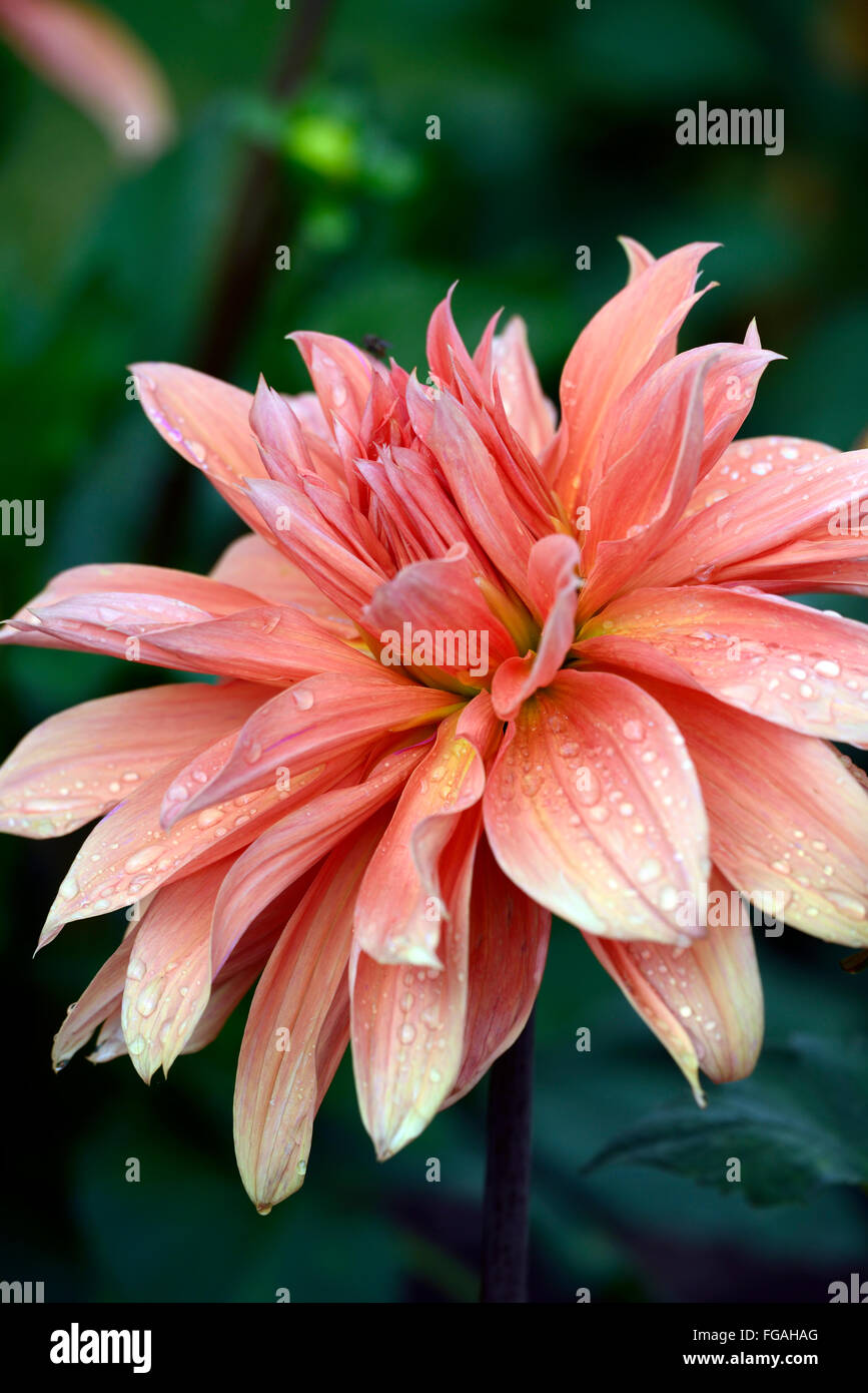 Dahlia babylon bronze orange Dinner Plate dahlias flower flowers bloom