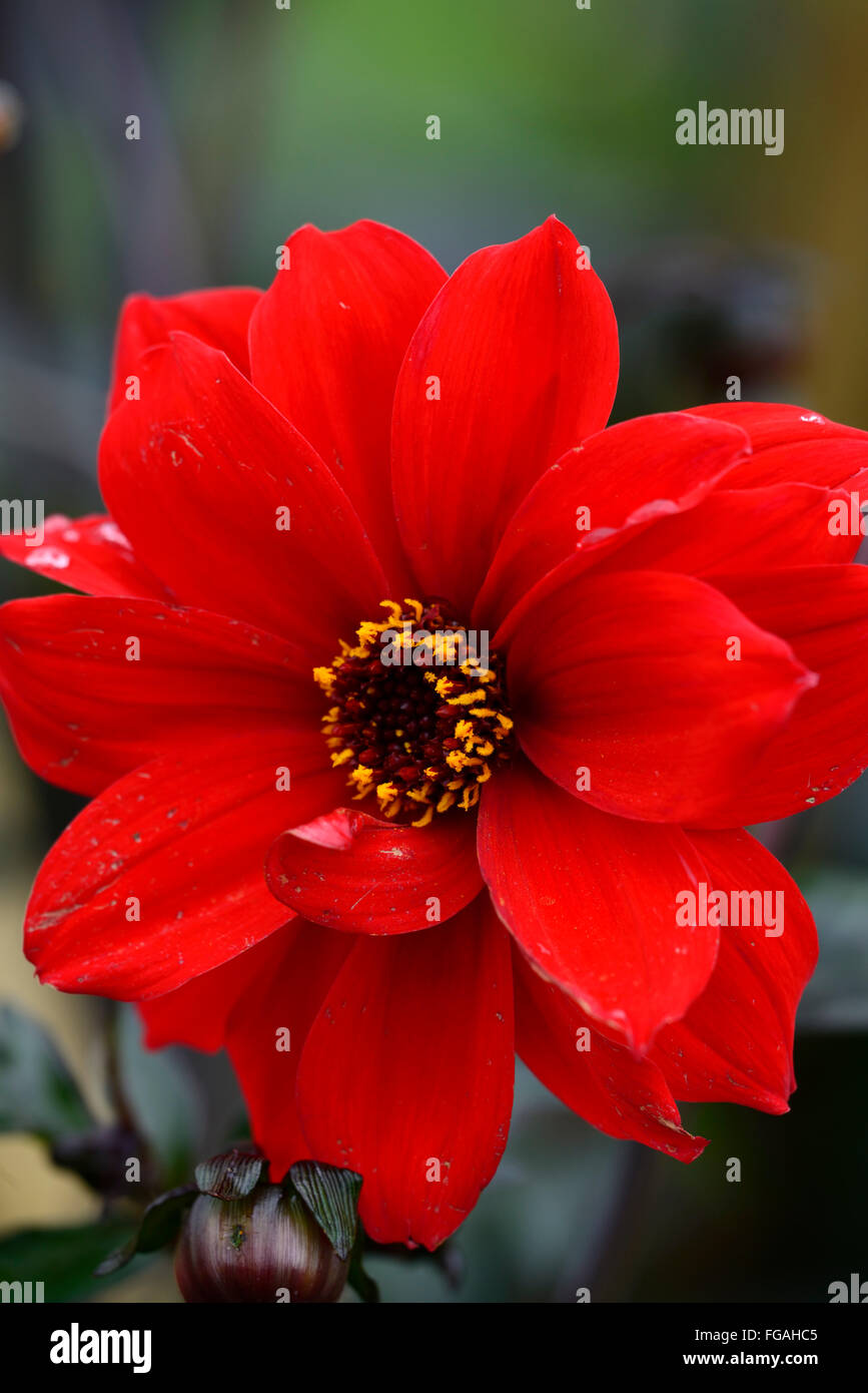 Dahlia of Llandaff red semidouble dahlias flower flowers bloom