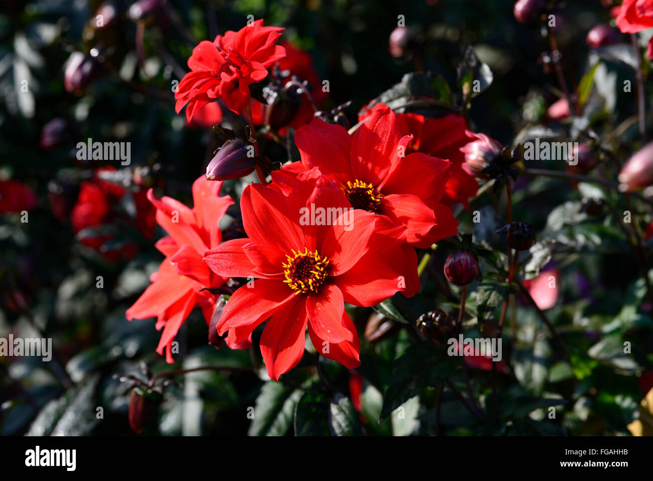 Dahlia Bishop of Llandaff red semi-double dahlias flower flowers bloom blossom perennial tuber tuberous plant RM Floral Stock Photo