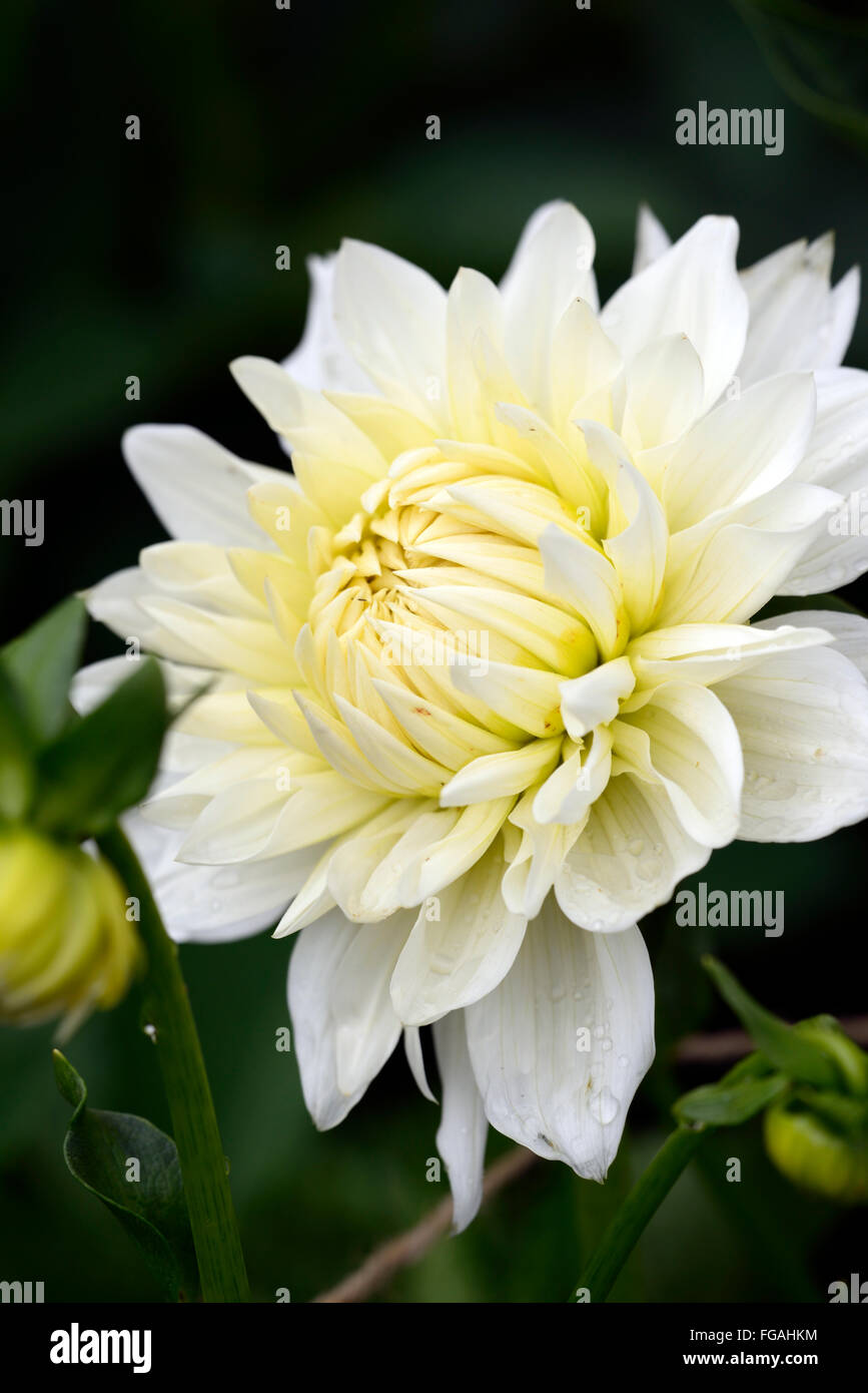 Dahlia BJ Beauty white Medium Decorative dahlias flower flowers bloom