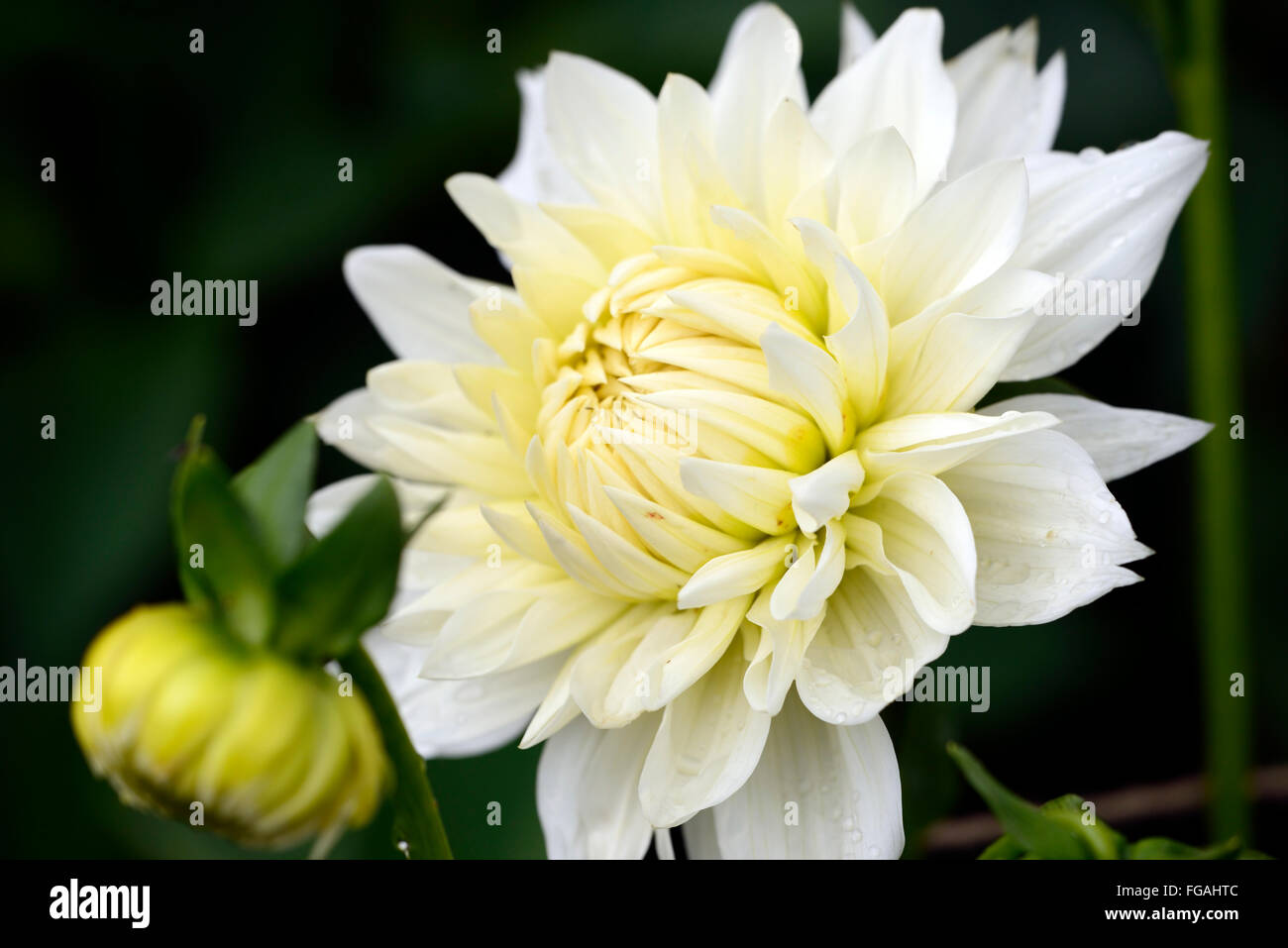 Dahlia BJ Beauty white Medium Decorative dahlias flower flowers bloom