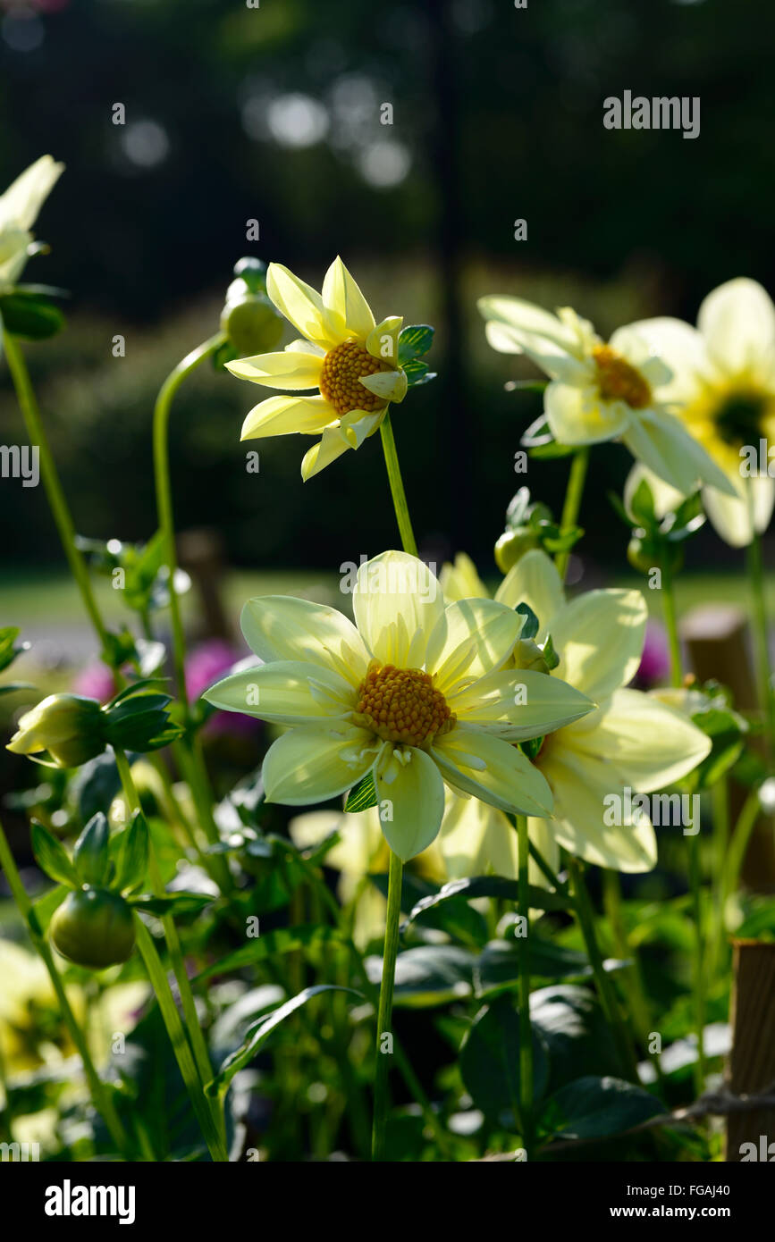 dahlia clair de lune Collerette white yellow dahlias flower flowers