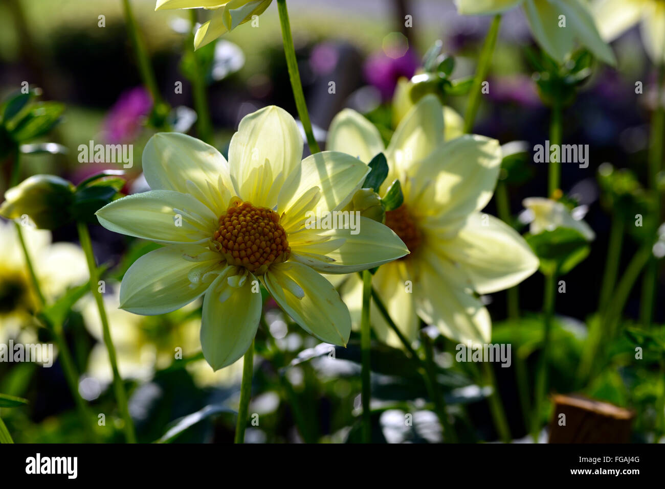 dahlia clair de lune Collerette white yellow dahlias flower flowers