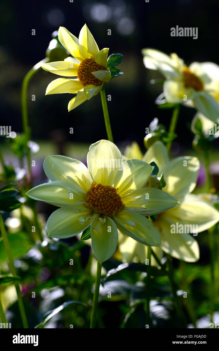 dahlia clair de lune Collerette white yellow dahlias flower flowers