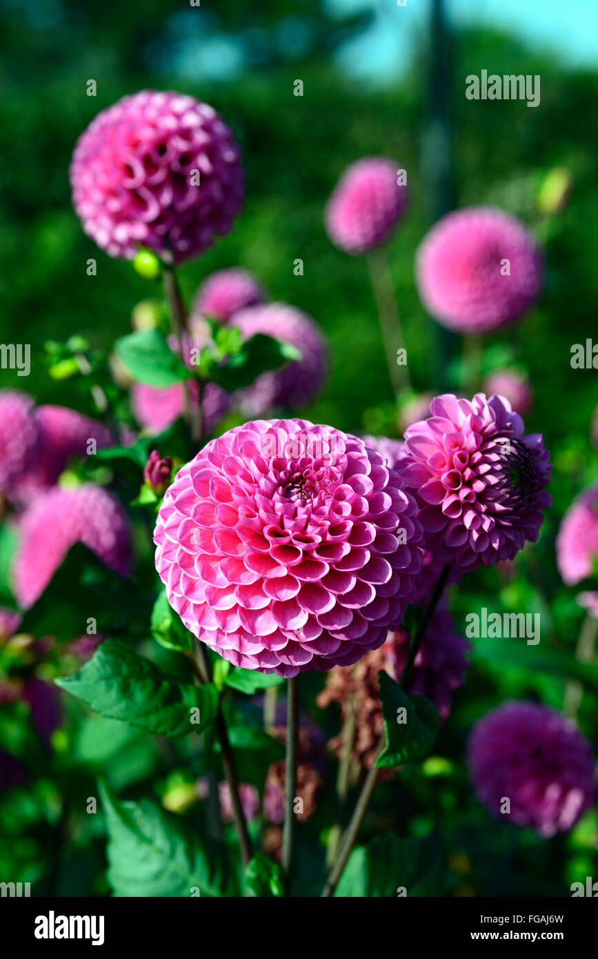 dahlia fermain pink dahlias flower flowers bloom blossom perennial tuber tuberous plant RM Floral Stock Photo