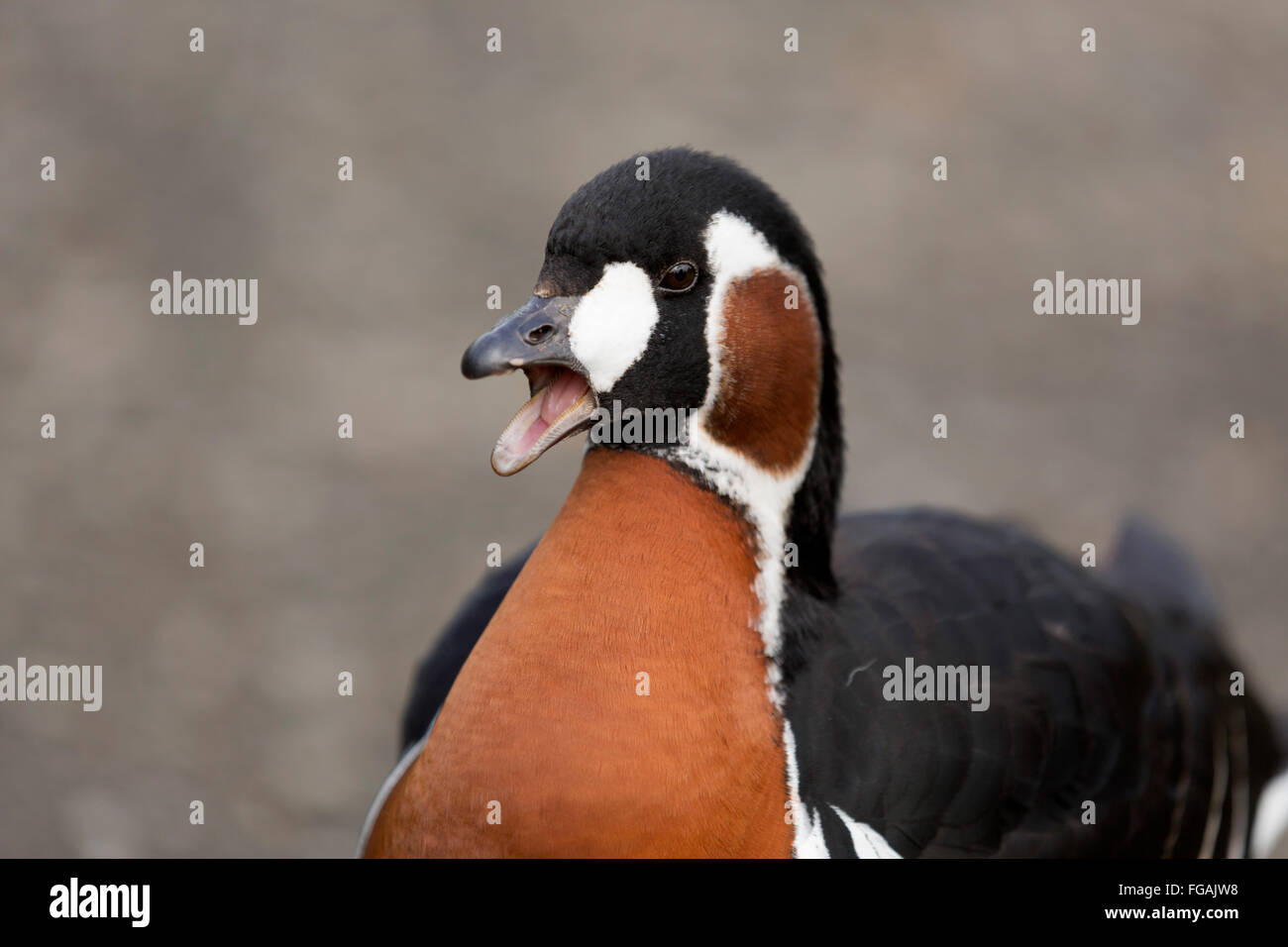 Red Breasted Goose; Branta ruficollis Single Calling Northumberland; UK Stock Photo