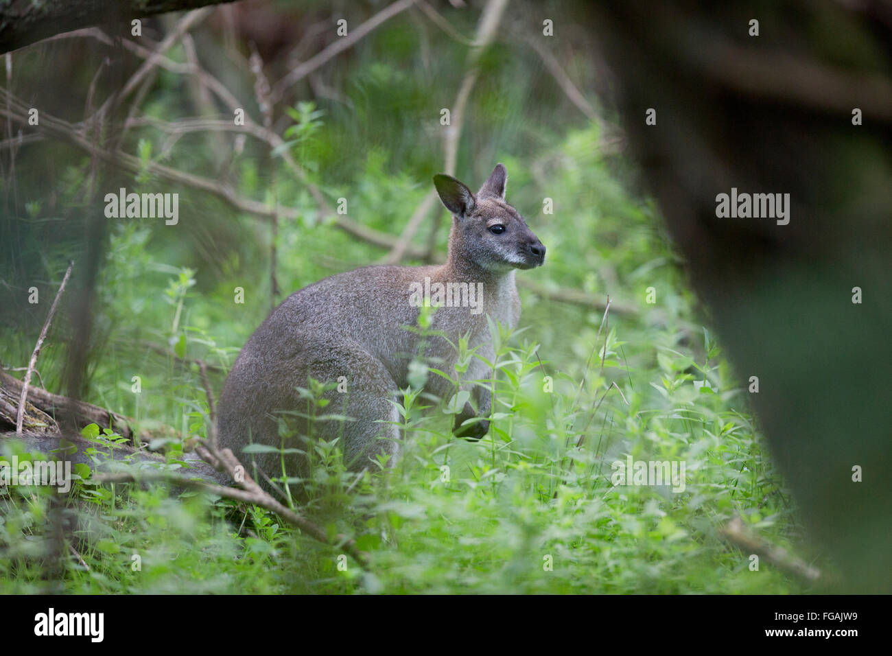 Red Necked Wallaby; Macropus rufogriseus Single in Woodland Close Sartfield; Isle of Man; UK Stock Photo