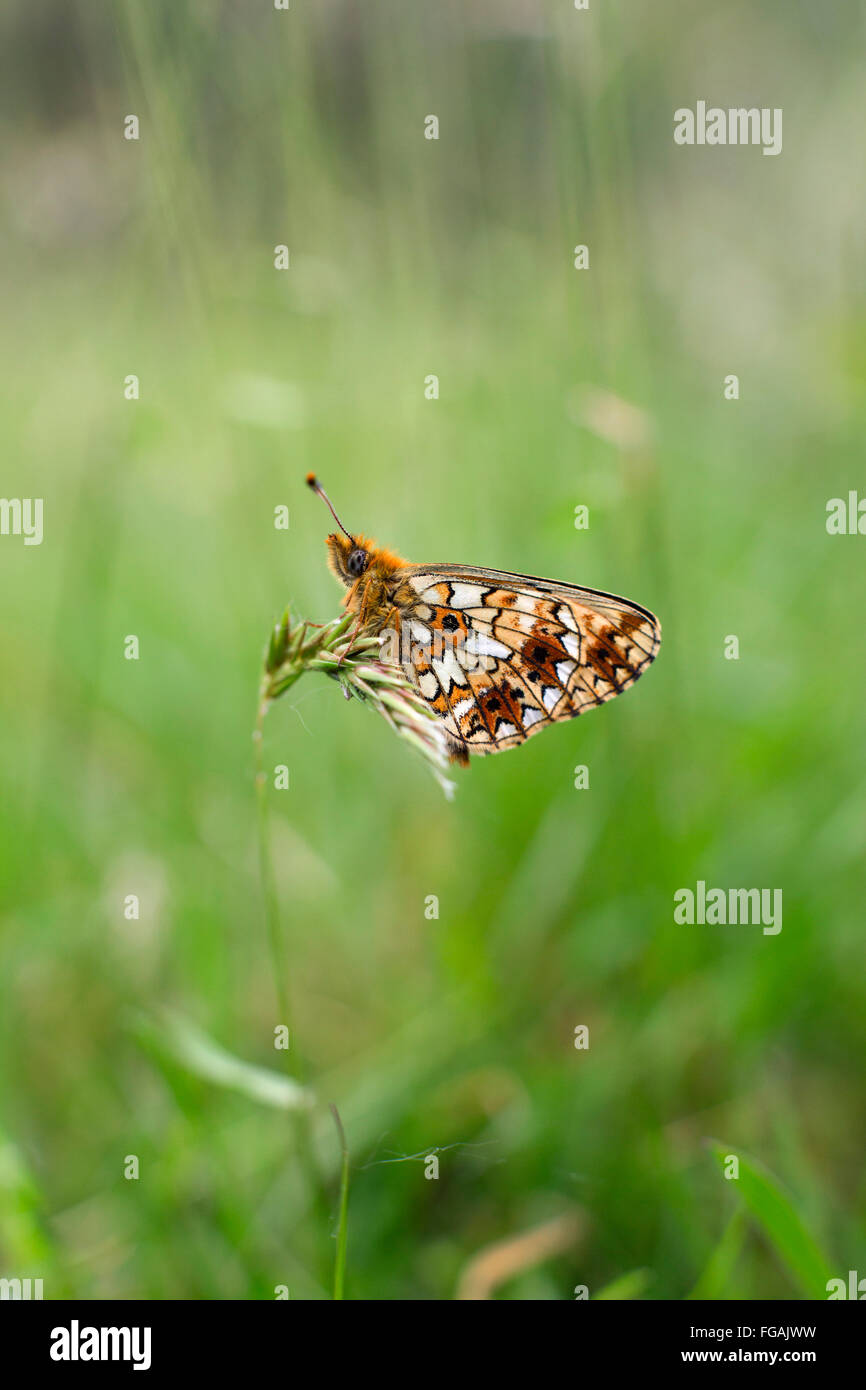 Small Pearl Bordered Fritillary Butterfly; Clossiana selene Single on Grass Cornwall; UK Stock Photo