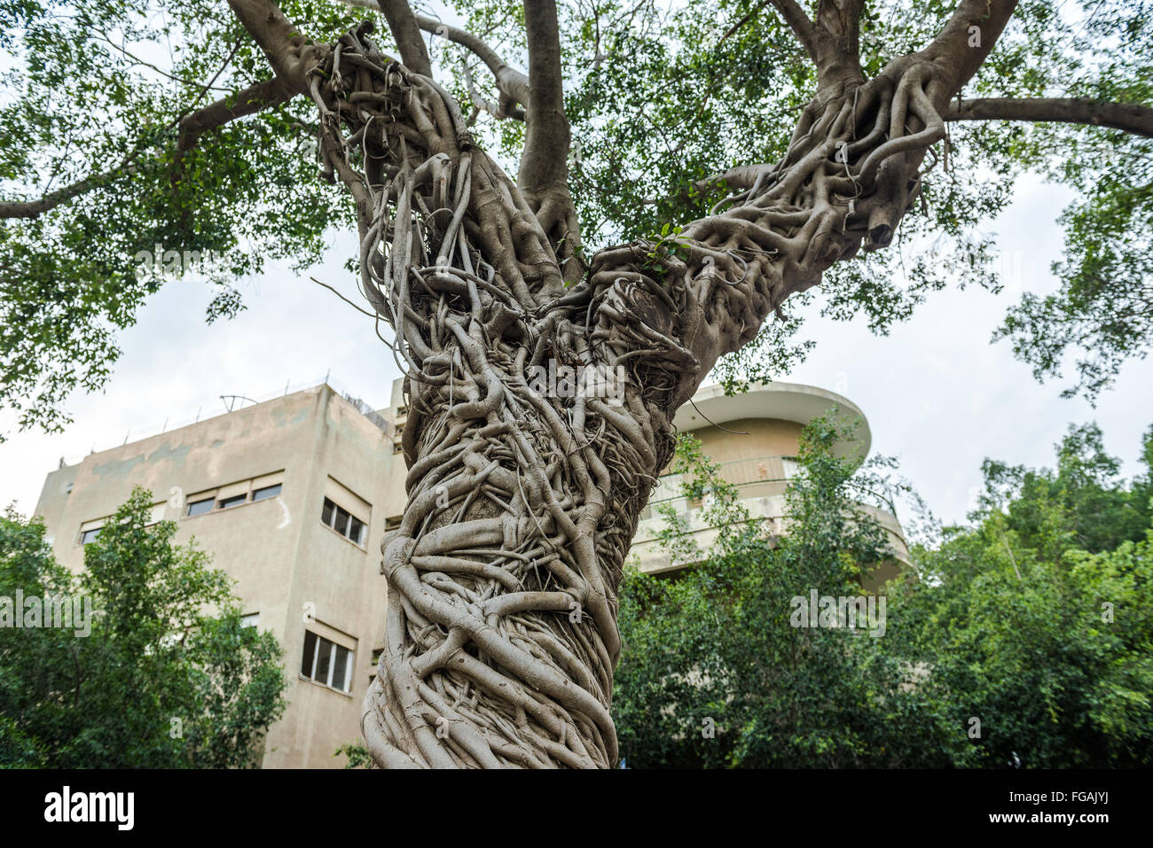 air roots of ficus tree in Tel Aviv city, Israel Stock Photo 96120742