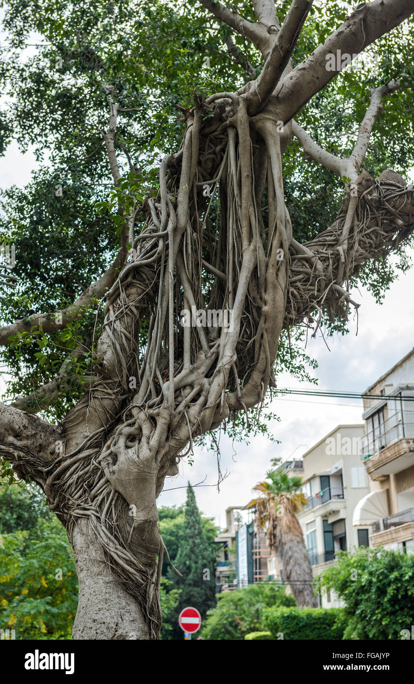 air roots of ficus tree in Tel Aviv city, Israel Stock Photo Alamy