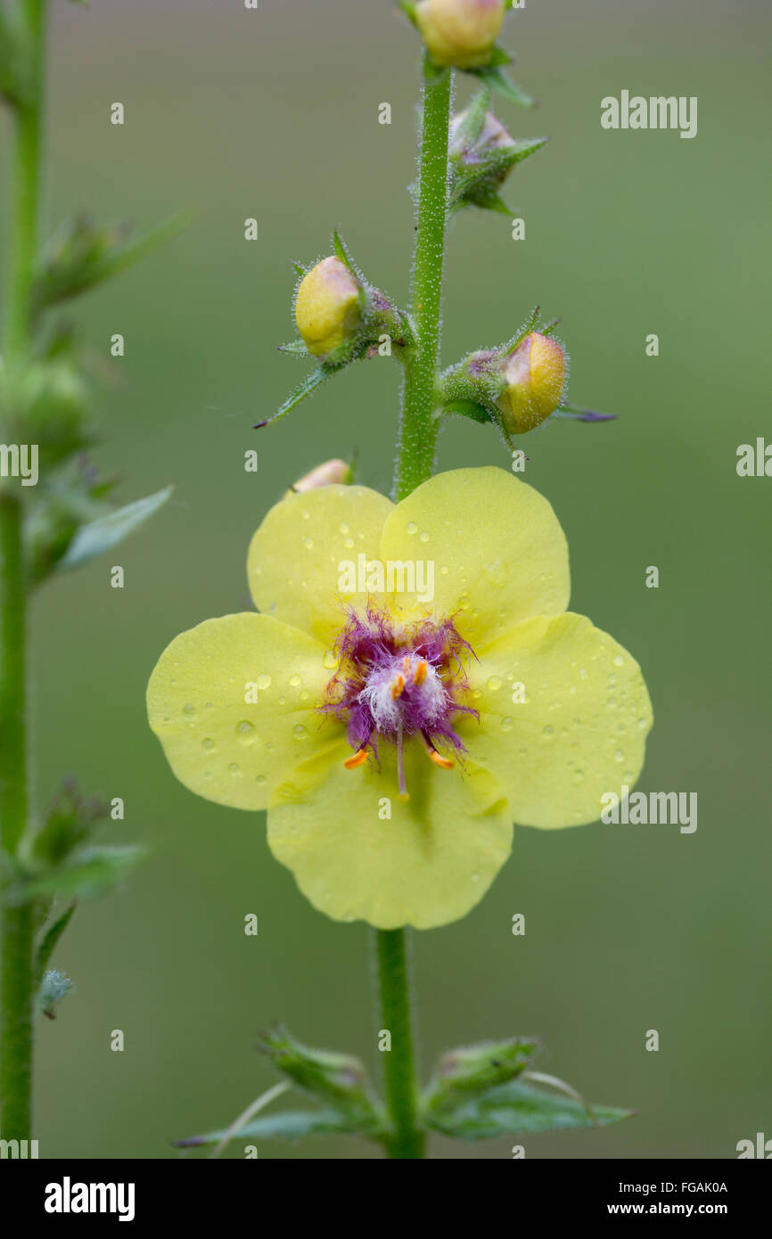 Twiggy Mullein; Verbascum virgatum; Flower; Cornwall; UK Stock Photo