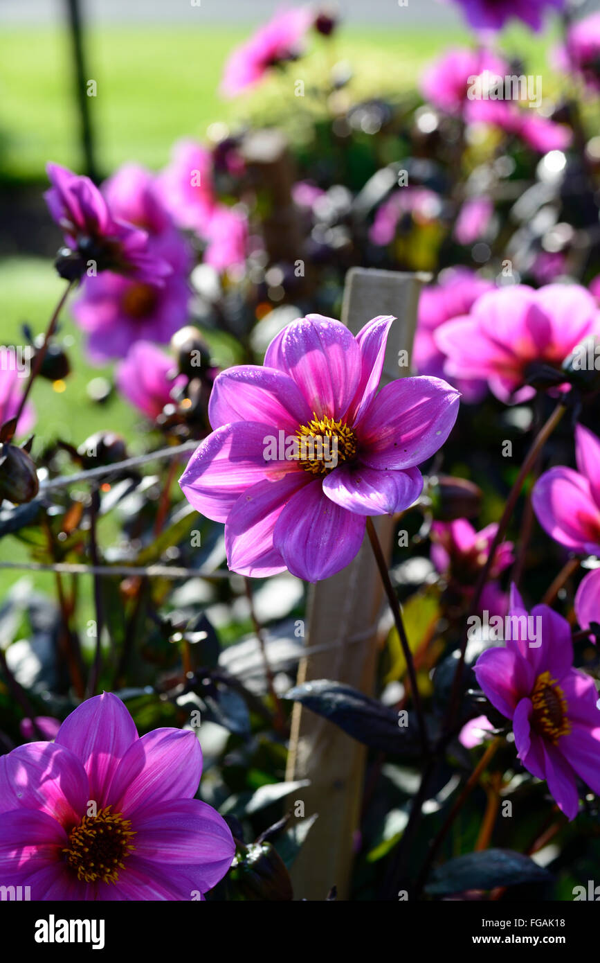 Dahlia happy single juliet hi-res stock photography and images - Alamy