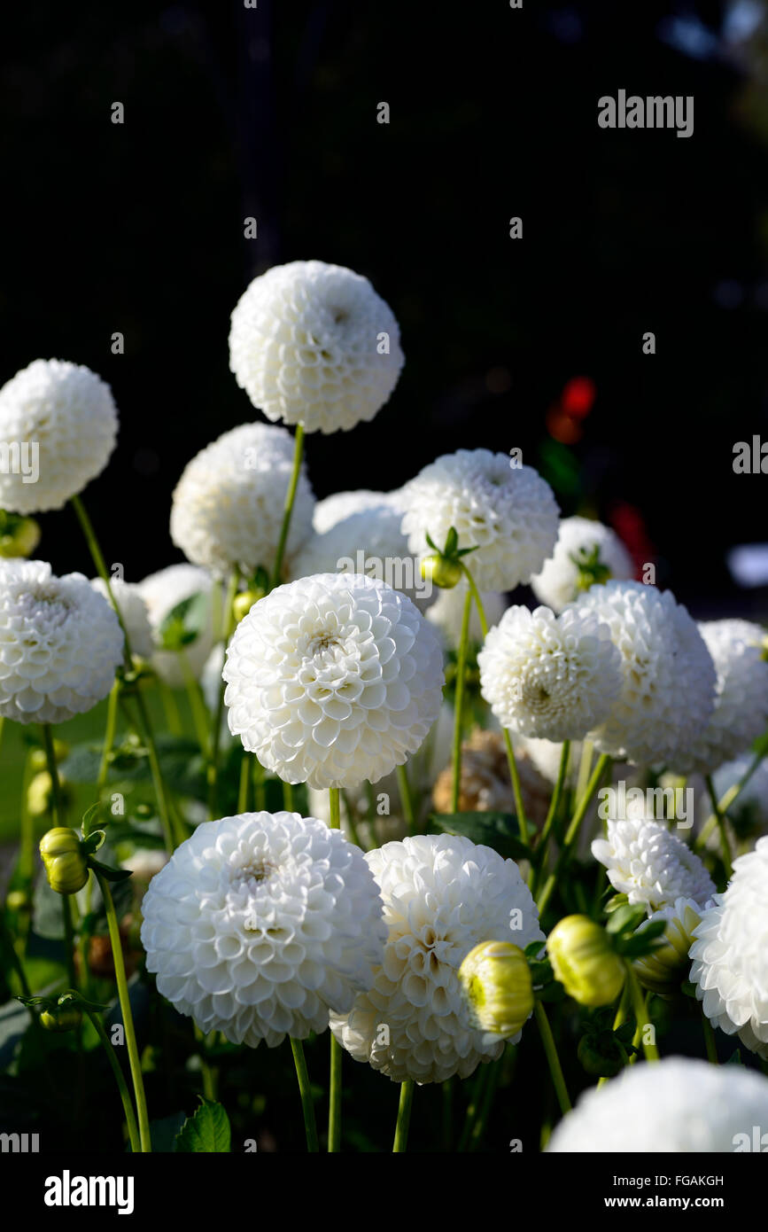 dahlia l'ancresse white ball dahlias flower flowers bloom blossom perennial tuber tuberous plant RM Floral Stock Photo