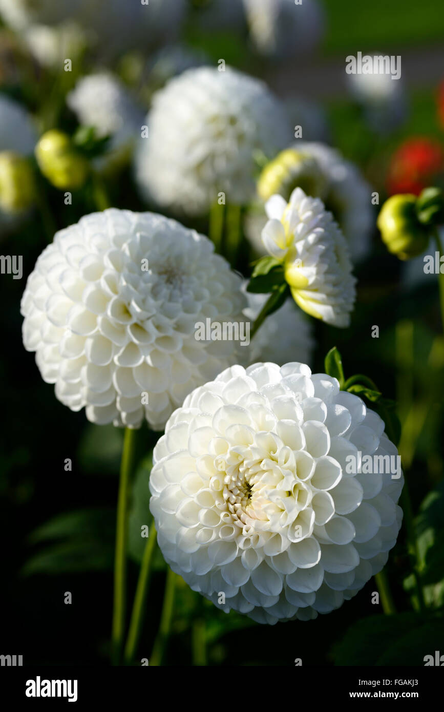 dahlia l'ancresse white ball dahlias flower flowers bloom blossom perennial tuber tuberous plant RM Floral Stock Photo