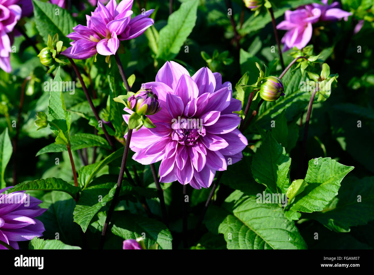 dahlia lilac time lavender purple dinnerplate dahlias flower flowers