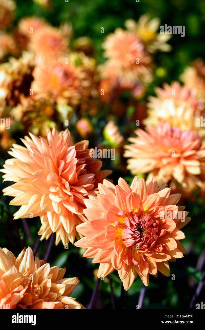 dahlia noordwijks glorie orange dinnerplate dahlias flower flowers