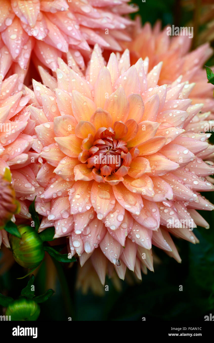 Dinner Plate Dahlia High Resolution Stock Photography and Images - Alamy