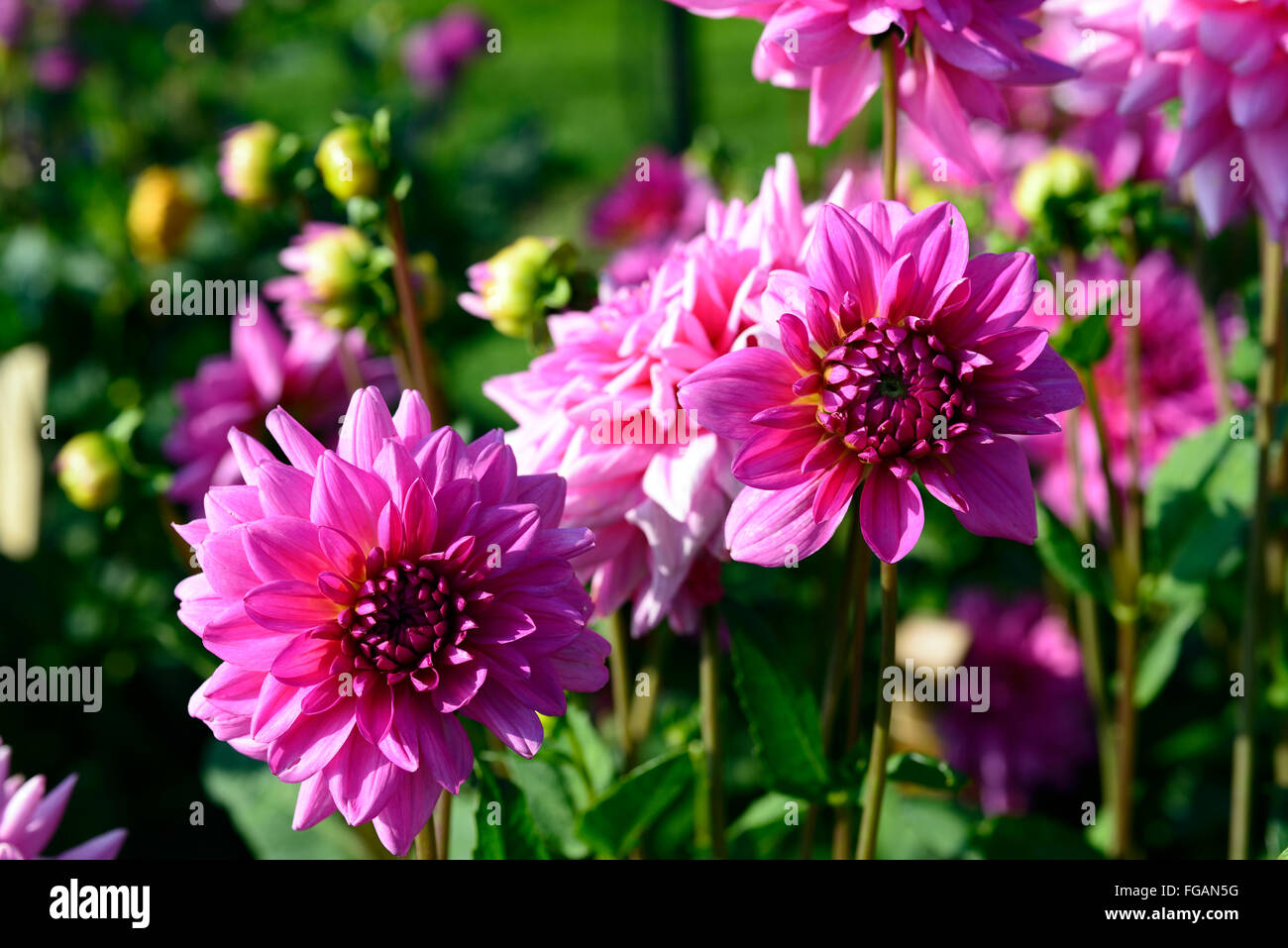 dahlia rosella pink dinner plate dahlias flower flowers bloom blossom