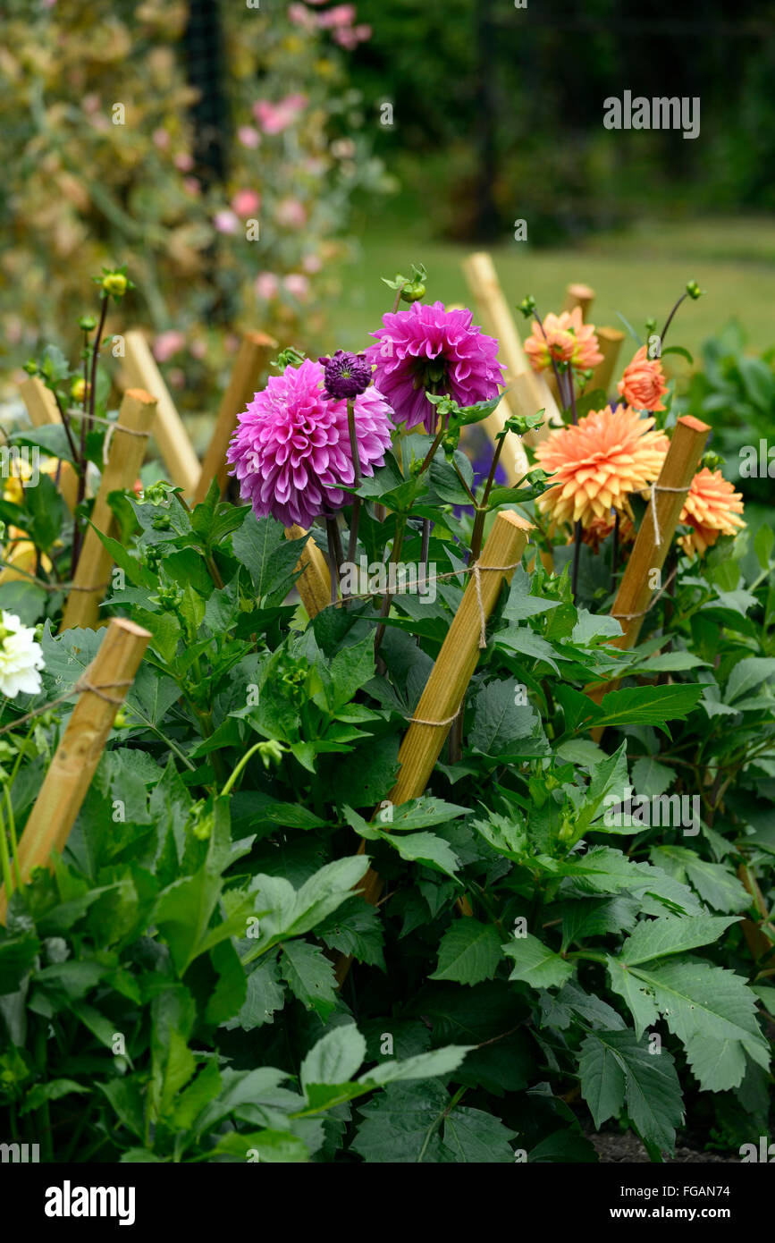 dahlia dahlias stake staked support supported wood wooden flower flowers bloom blossom perennial tuber tuberous plant RM Floral Stock Photo