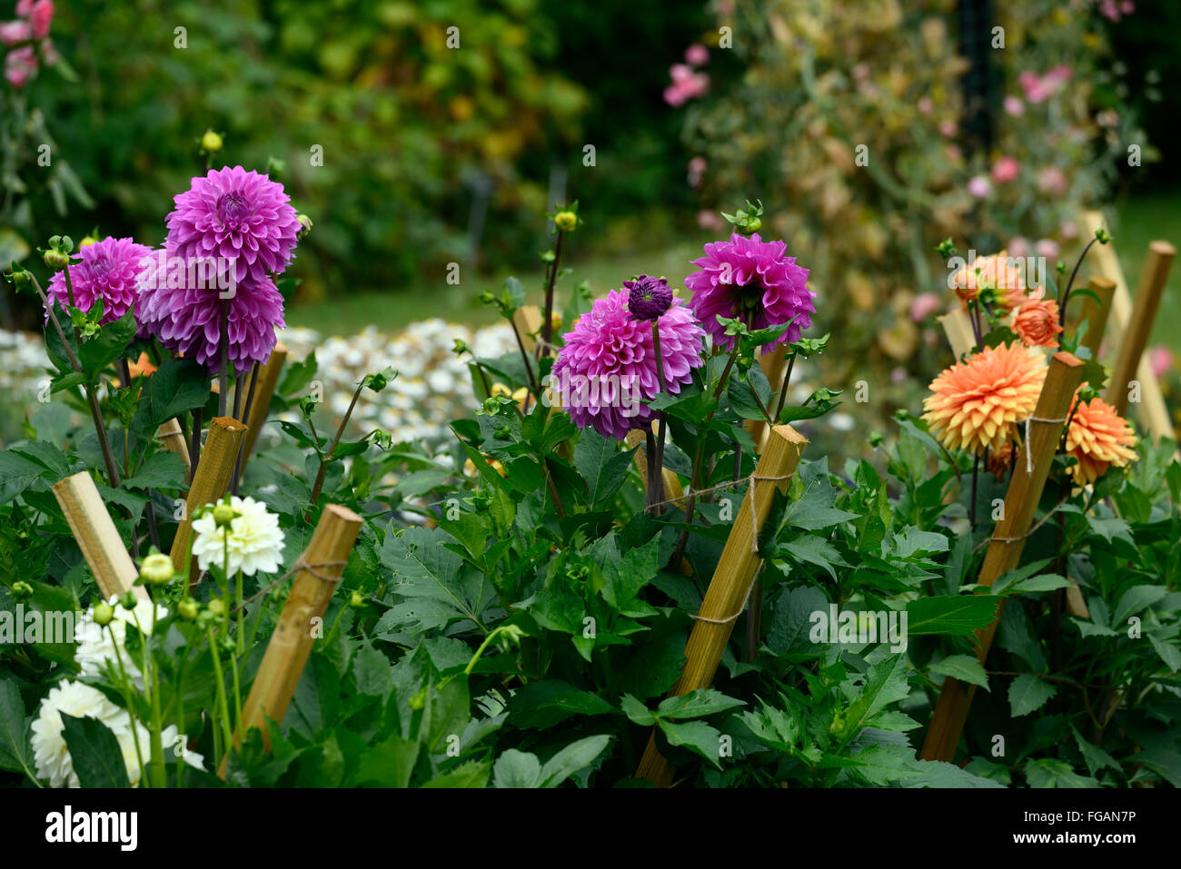 dahlia dahlias stake staked support supported wood wooden flower