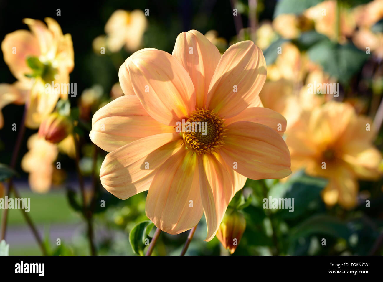 dahlia single orange flowers flowering perennials blooms blossoms tuberous RM Floral Stock Photo