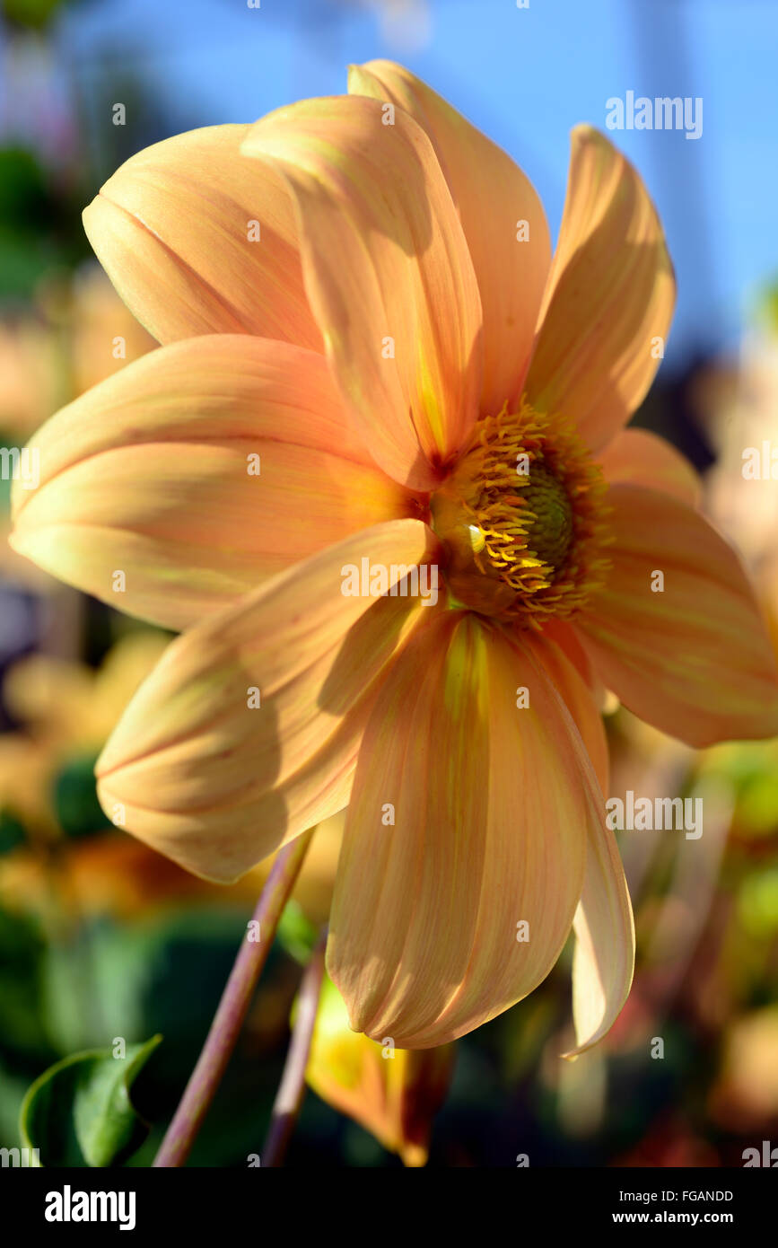 dahlia single orange flowers flowering perennials blooms blossoms tuberous RM Floral Stock Photo