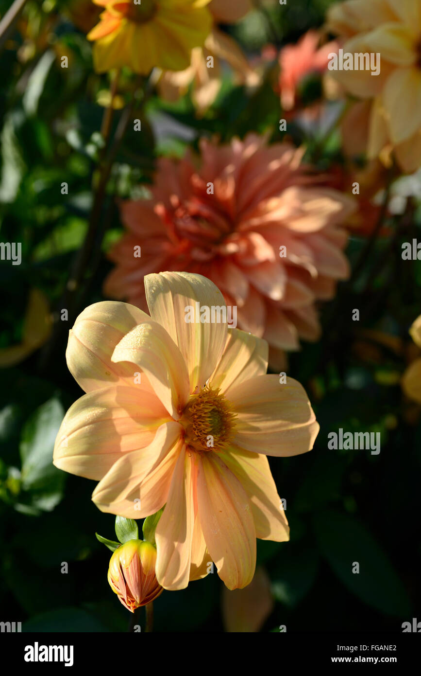 dahlia trengrove tauranga Dahlia babylon bronze orange flowers flowering perennials blooms blossoms tuberous RM Floral Stock Photo