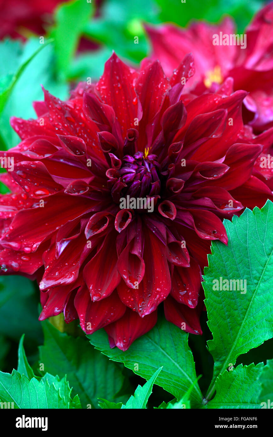Red dahlia zorro hi-res stock photography and images - Alamy