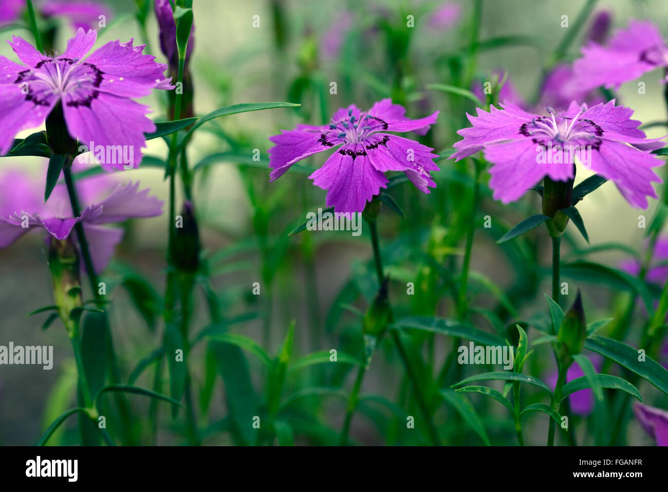 dianthus oschtenicus Galushko alpine pink purple flowers flowers flowering plant perennial RM Floral Stock Photo