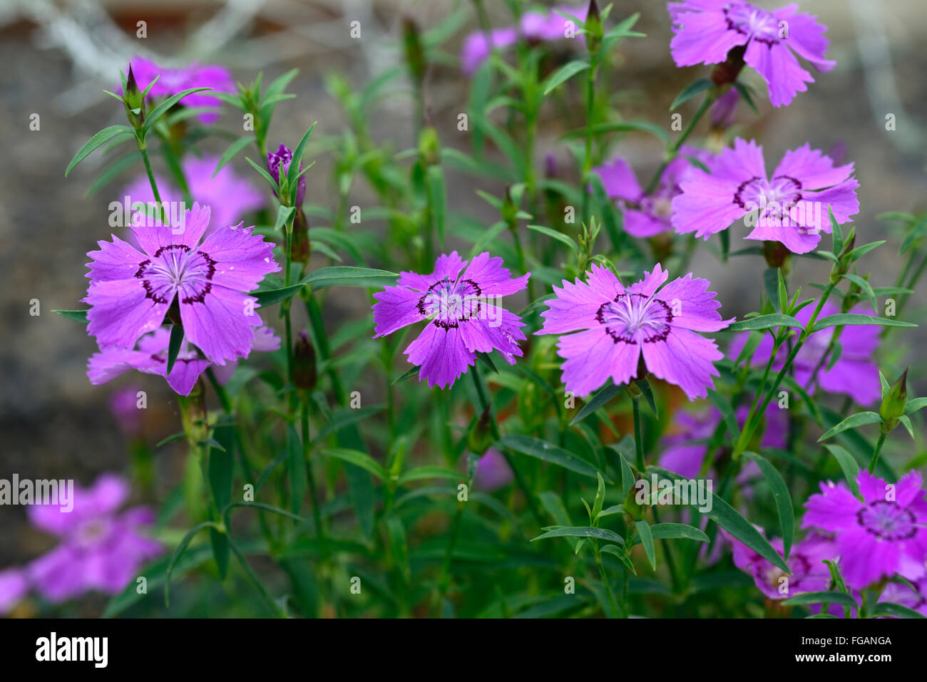 dianthus oschtenicus Galushko alpine pink purple flowers flowers flowering plant perennial RM Floral Stock Photo