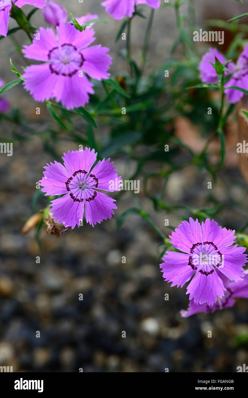 Purple alpine flowers hi-res stock photography and images - Alamy