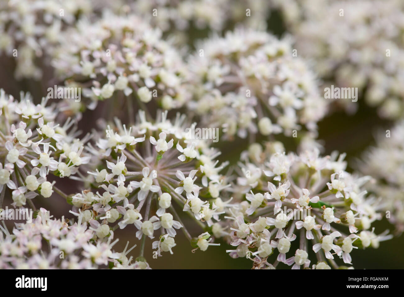 Wild Angelica; Angelica sylvestris Flower; Cornwall; UK Stock Photo Alamy