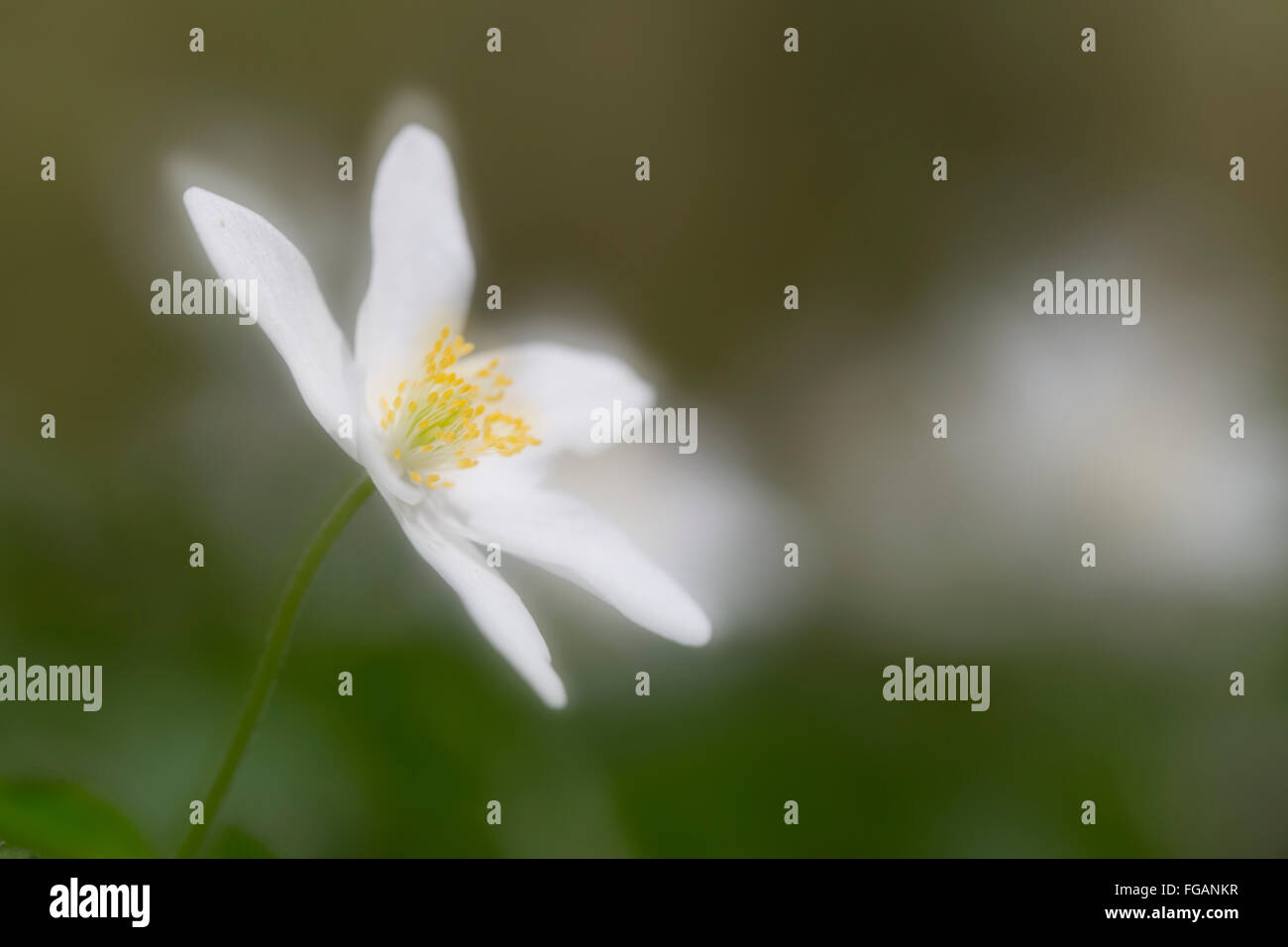 Wood Anemone Double Exposure Anemone nemorosa Flower Cornwall; UK Stock Photo Alamy