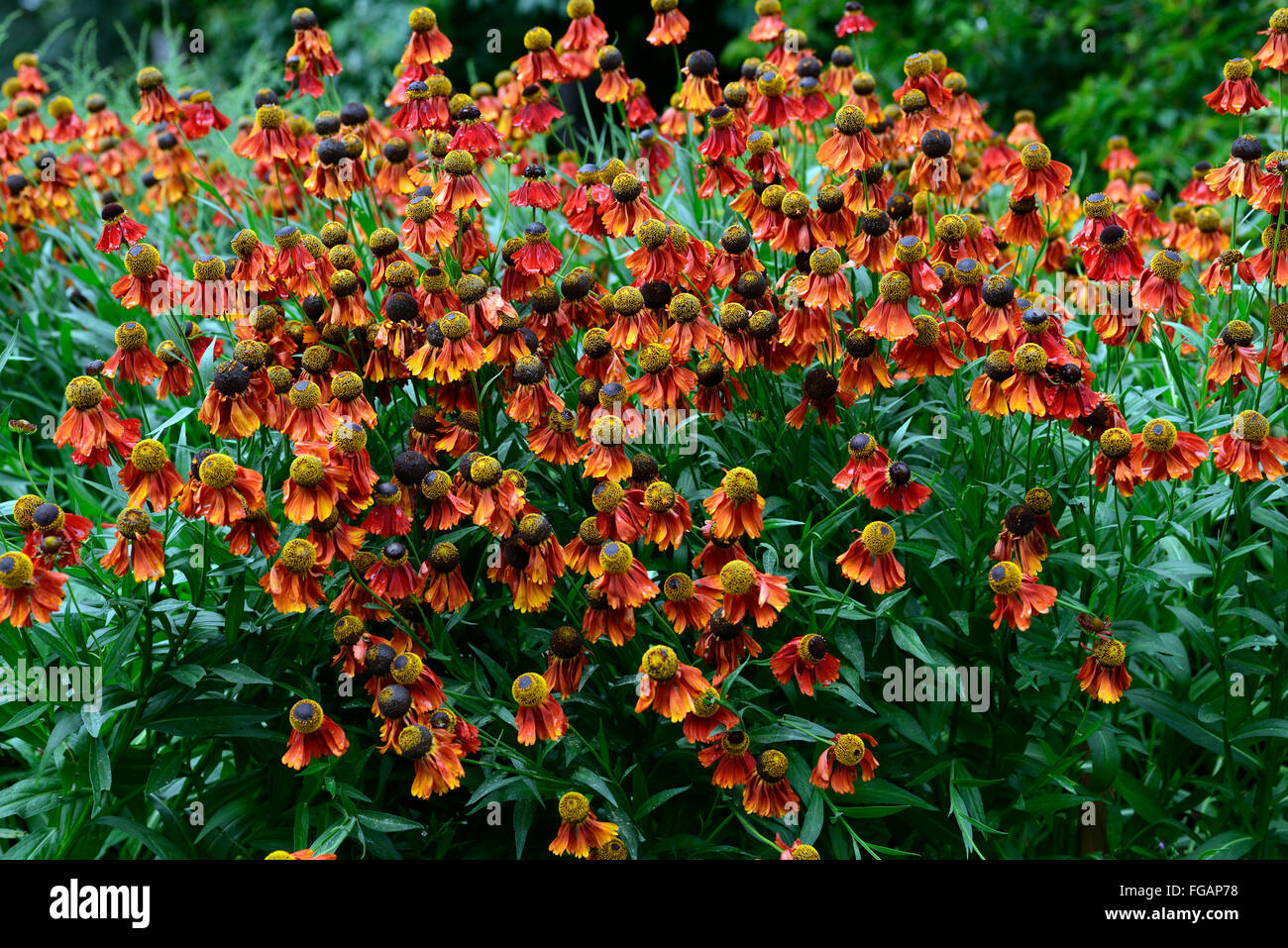 Helenium Moerheim Beauty Red Helen's flower Sneezeweed flower bloom flowers flowering perennial RM Floral Stock Photo