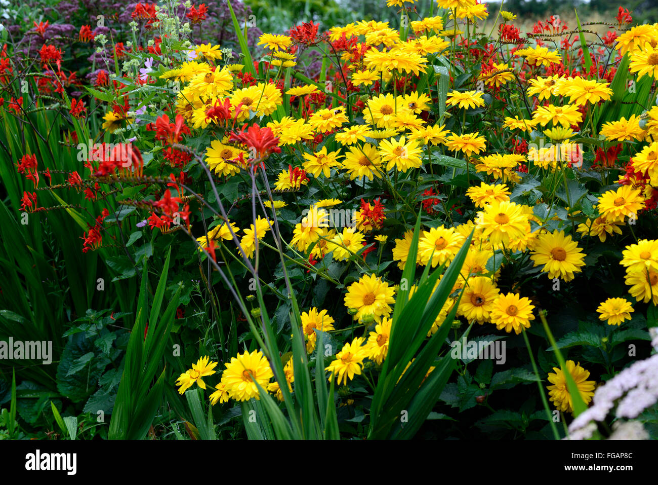 Heliopsis helianthoides False sunflower Crocosmia Lucifer red yellow flower flowers combination perennial plants RM Floral Stock Photo